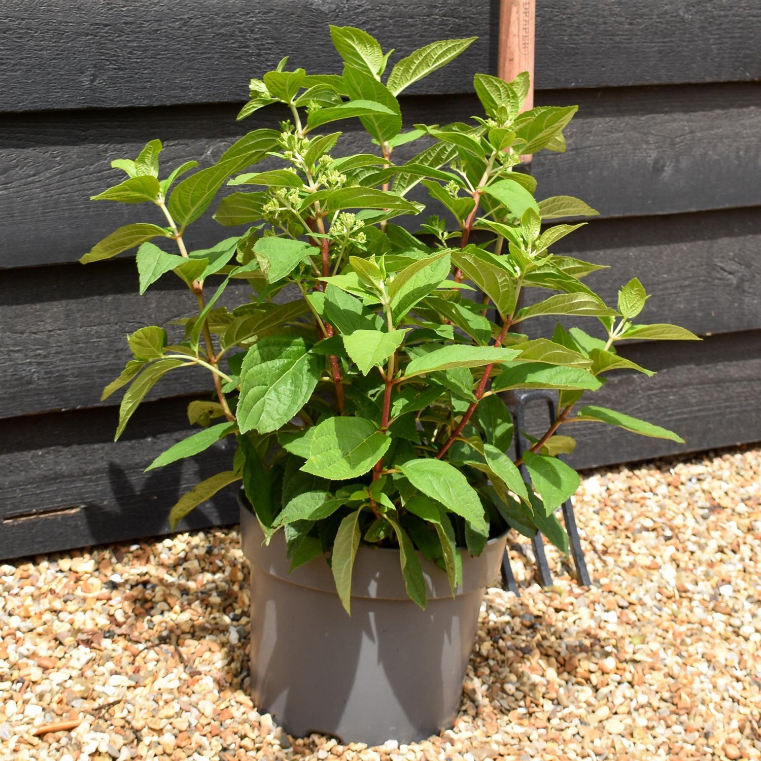 Hydrangea Paniculata 'Bonfire' - Height 40-50cm - 7.5lt