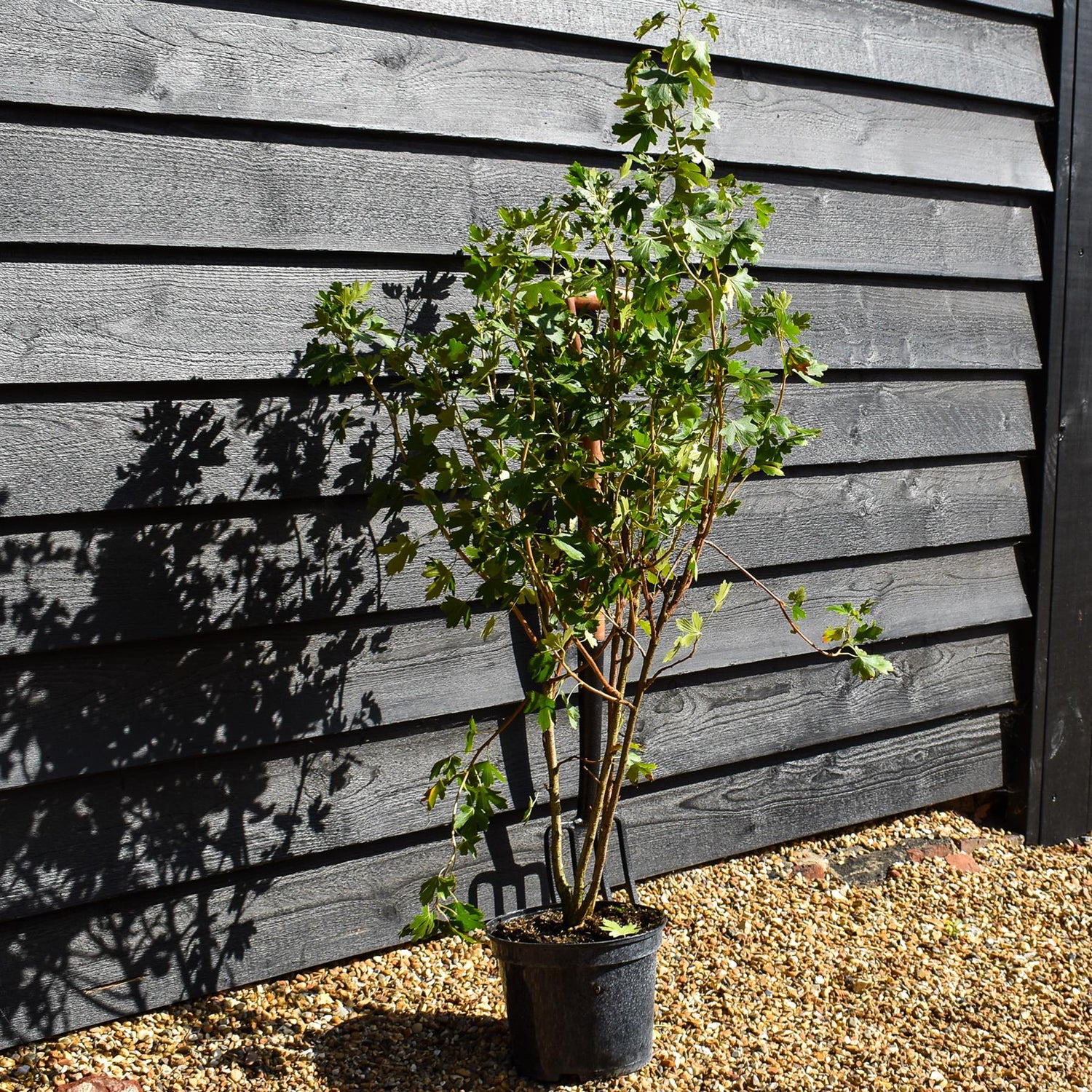 Ribes ordoratum - Flowering Currant - Height 80-100cm - Bushy - 5lt