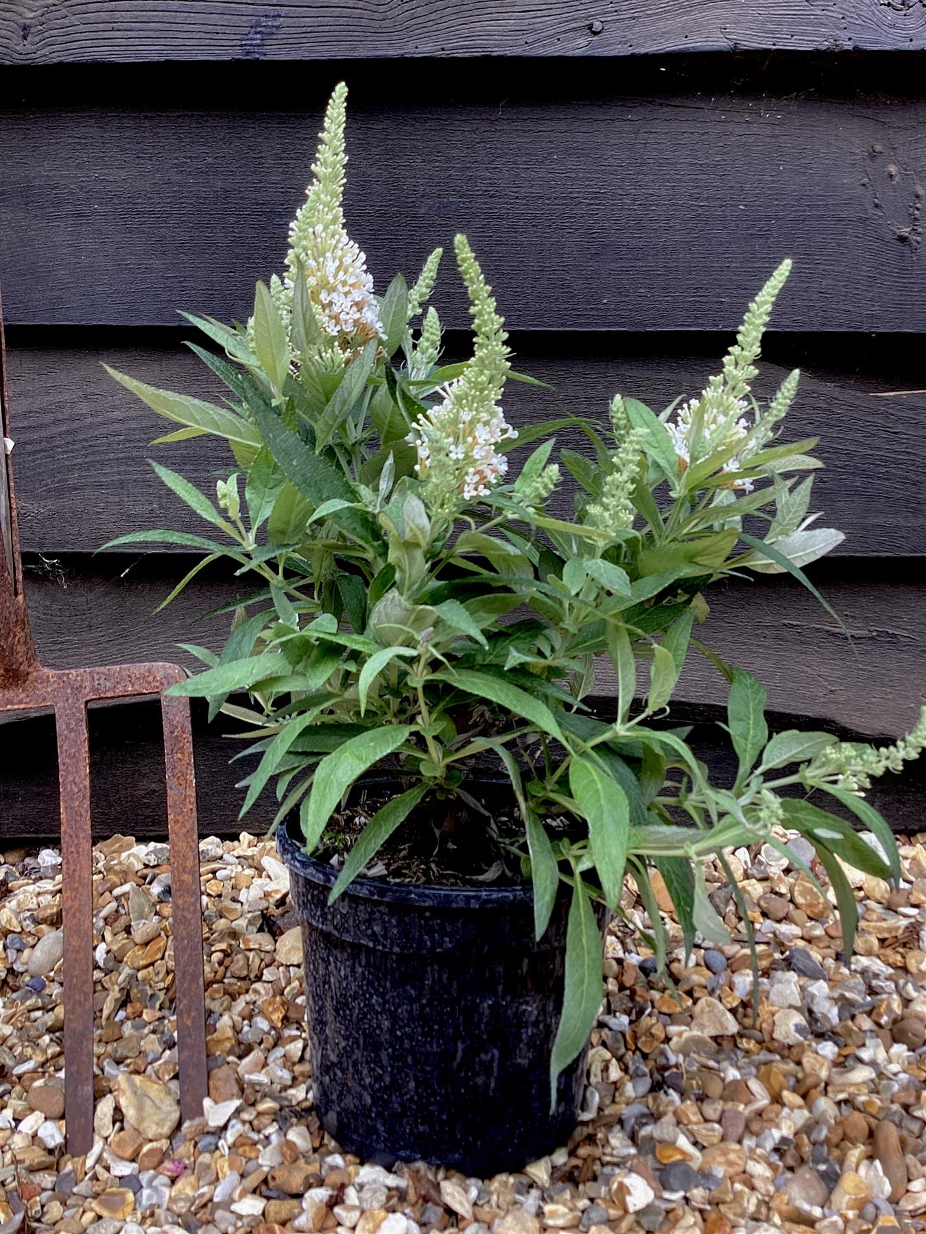Buddleja 'Butterfly Candy Little White' | Butterfly Candy Little White 10-20cm - 3lt