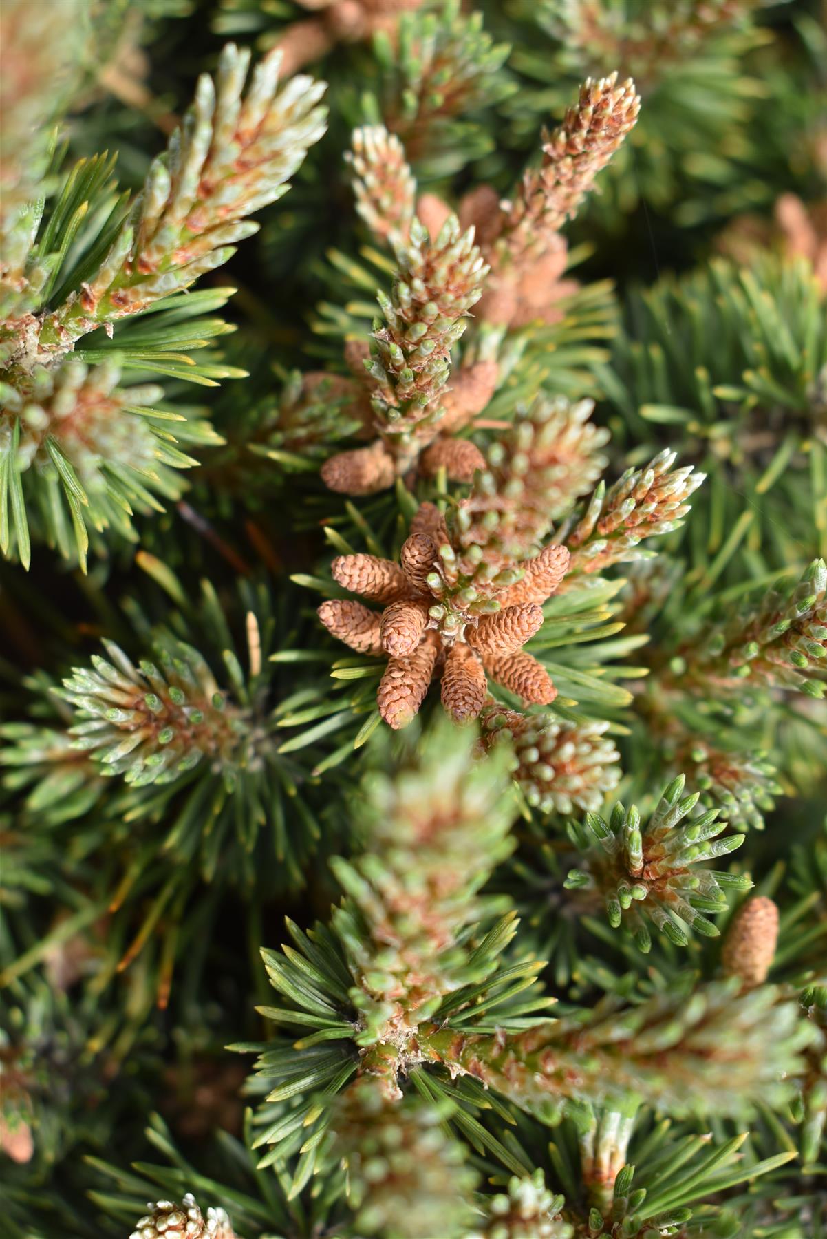 Pinus Mugo 'Mops' | Dwarf mountain pine - 70cm - 45lt
