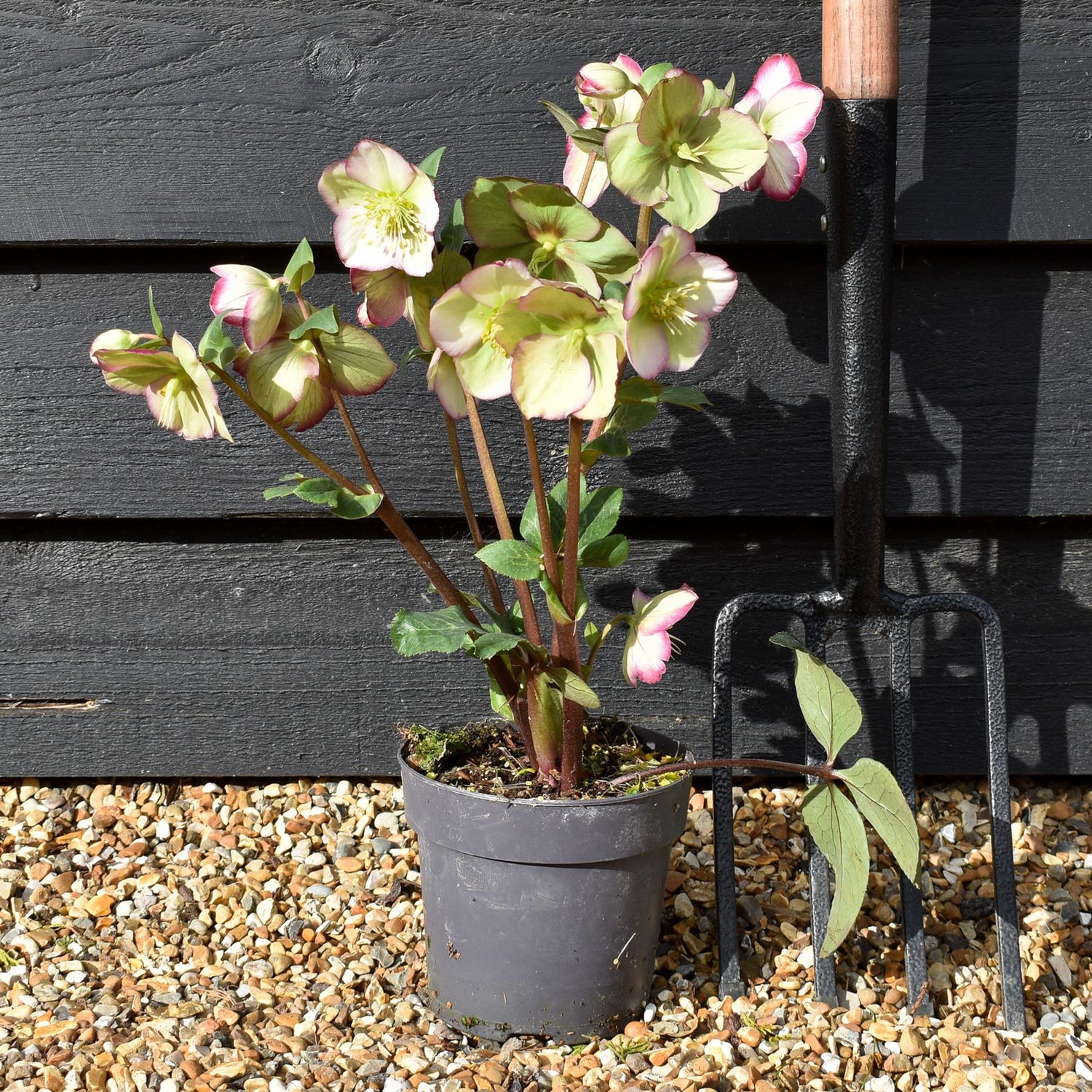 Helleborus 'Magico' - Perennial - Height 40-50cm - 2lt