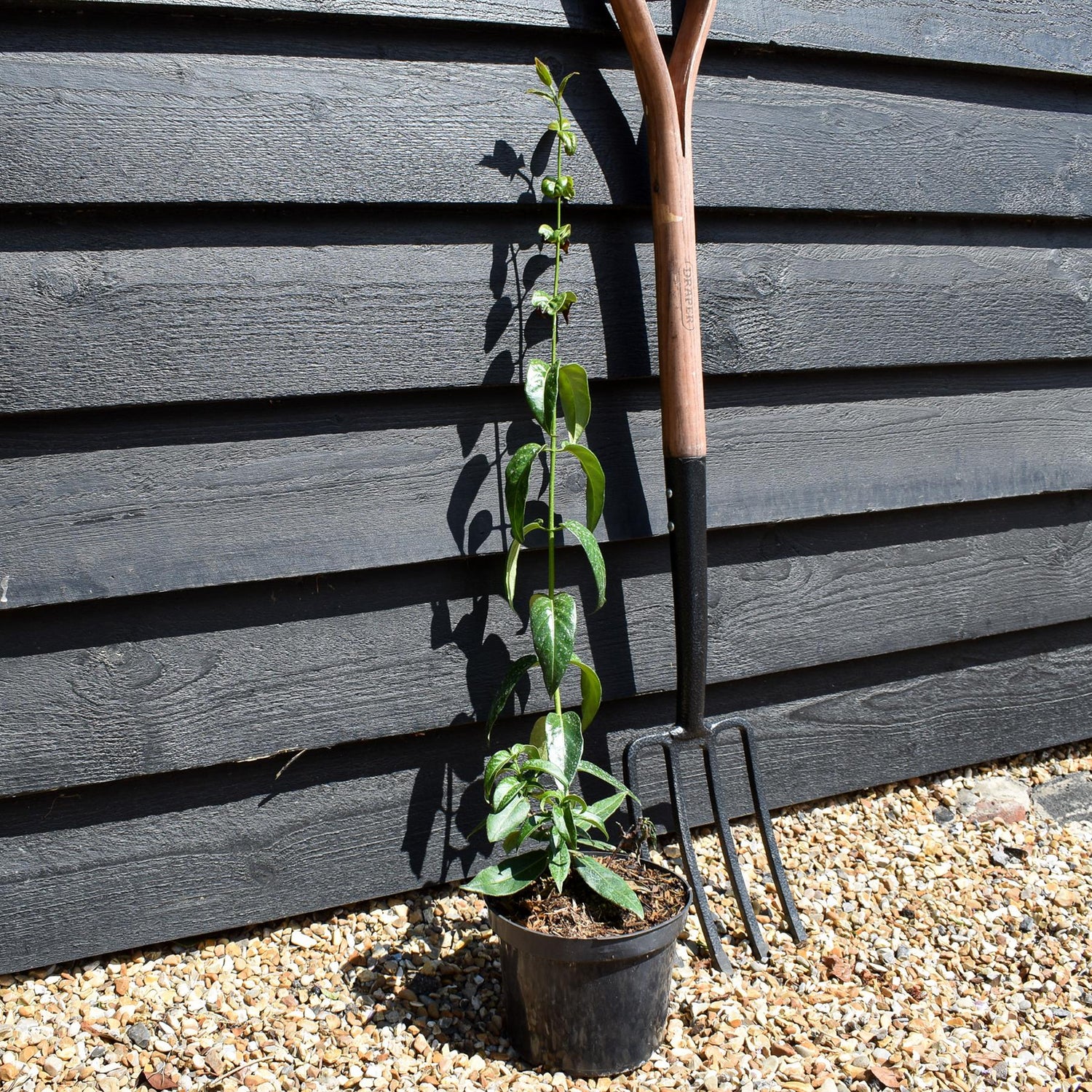 Lonicera 'Copper Beauty' - Evergreen Honeysuckle - Climber -Cane - Height 40-50cm - 2lt