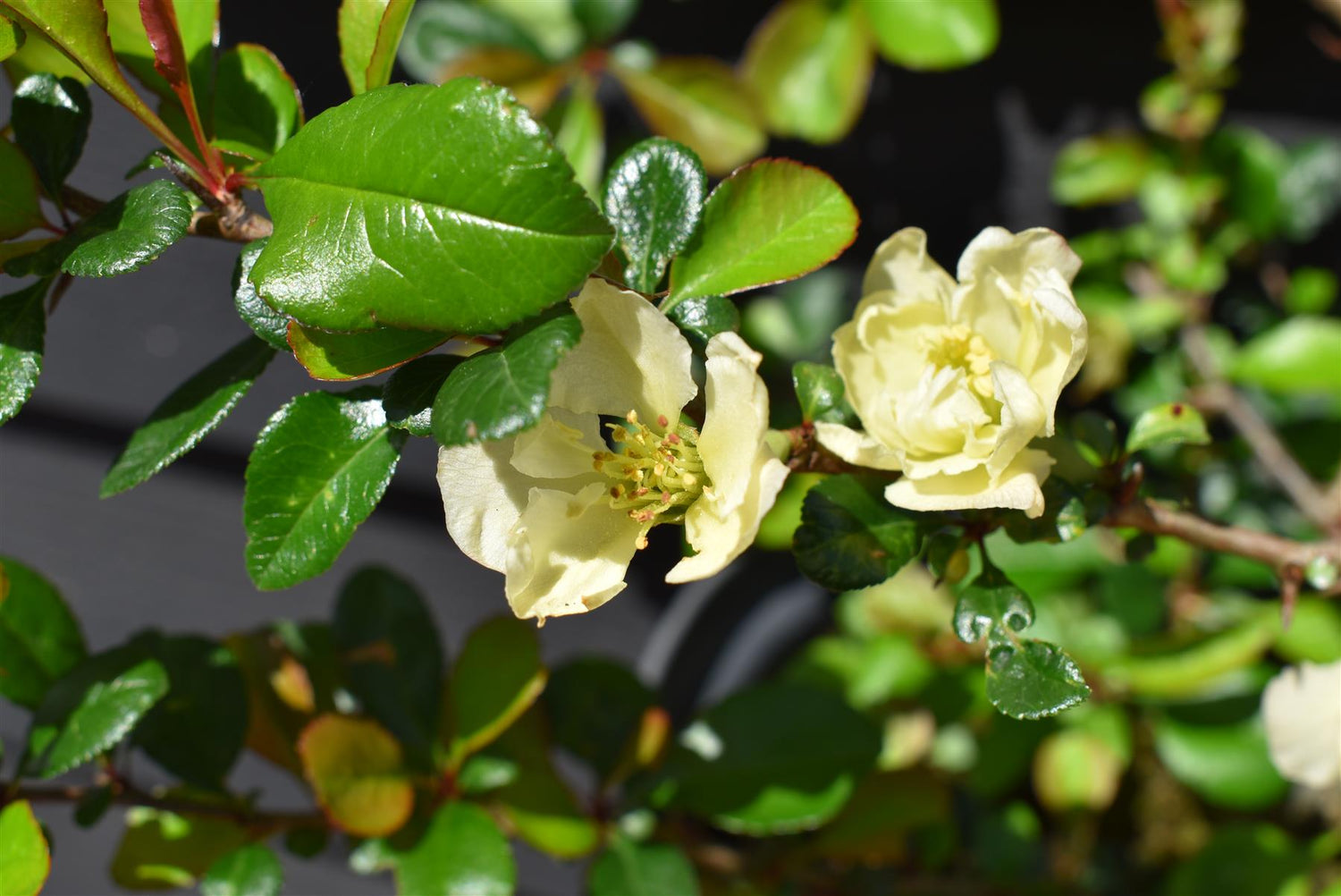 Chaenomeles x Suberba 'Lemon And Lime' | 'Lemon And Lime' 10-20cm - 3lt