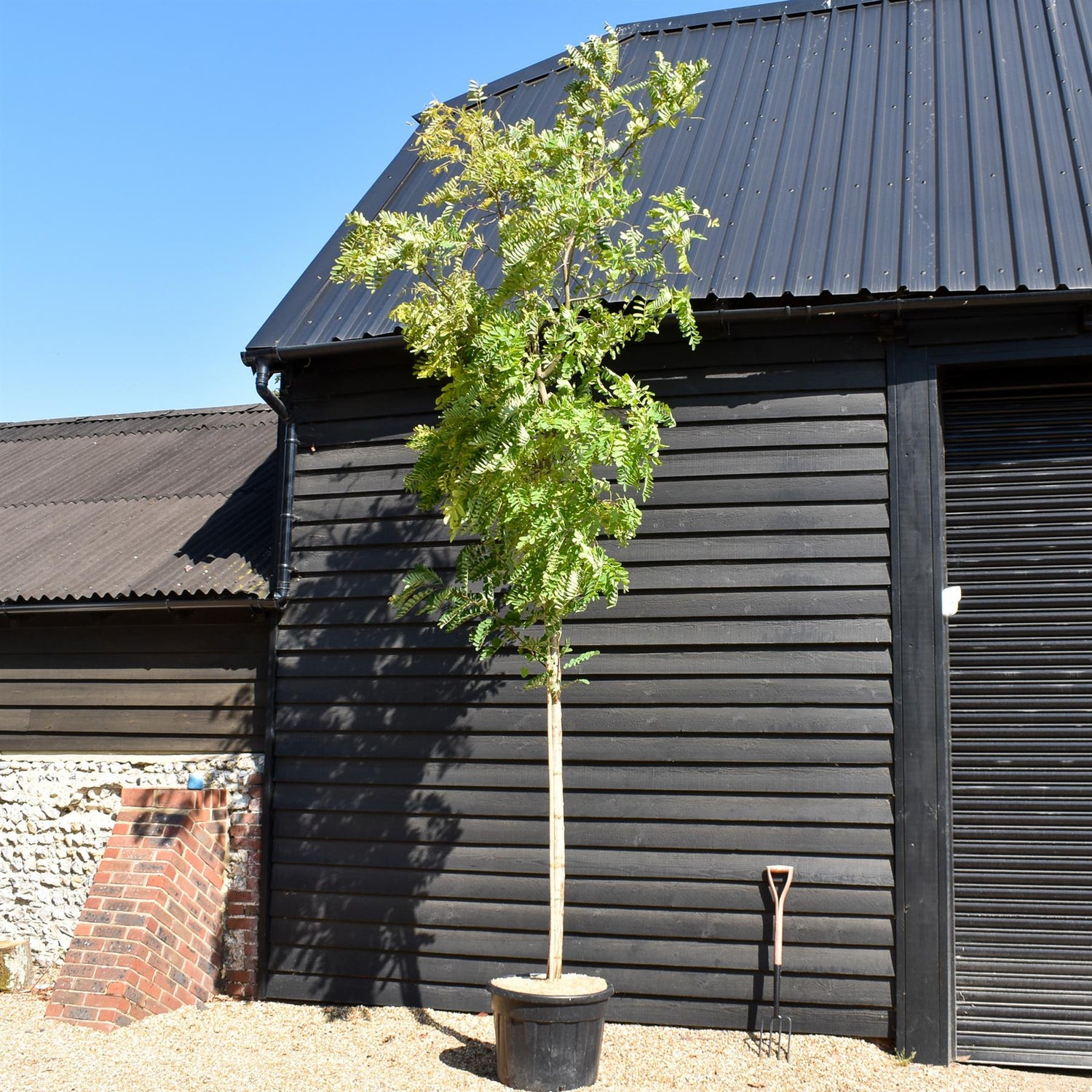 Robinia Pseudoacacia Frisia - Clear Stem 210cm - Girth 14-16cm - Height 380-400cm - 70lt