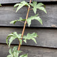 Acer palmatum 'Red Wine' | Japanese Maple - Bushy - 110-140cm - 15lt