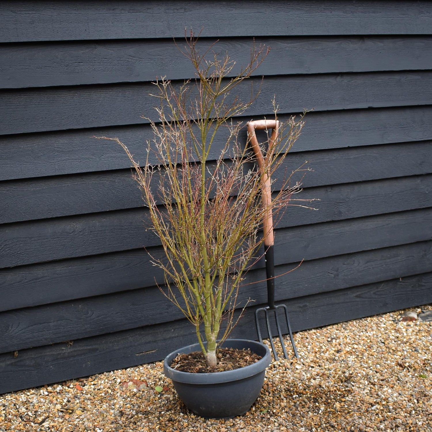 Japanese maple 'Butterfly' |Acer palmatum 'Butterfly' - Bushy - Height 100-110cm - 35lt