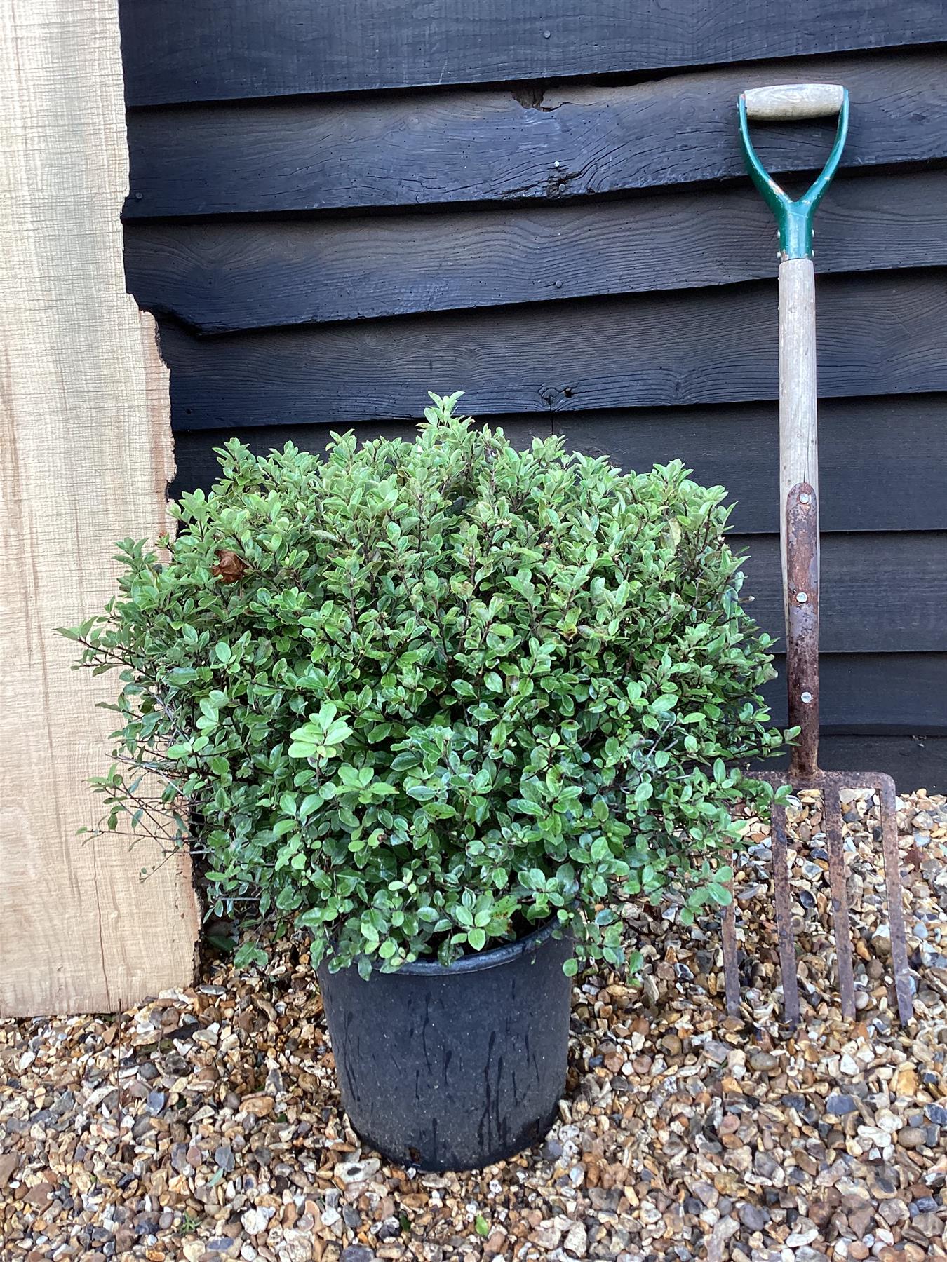Pittosporum tenuifolium 'Pompom' - 60-80cm, 10lt