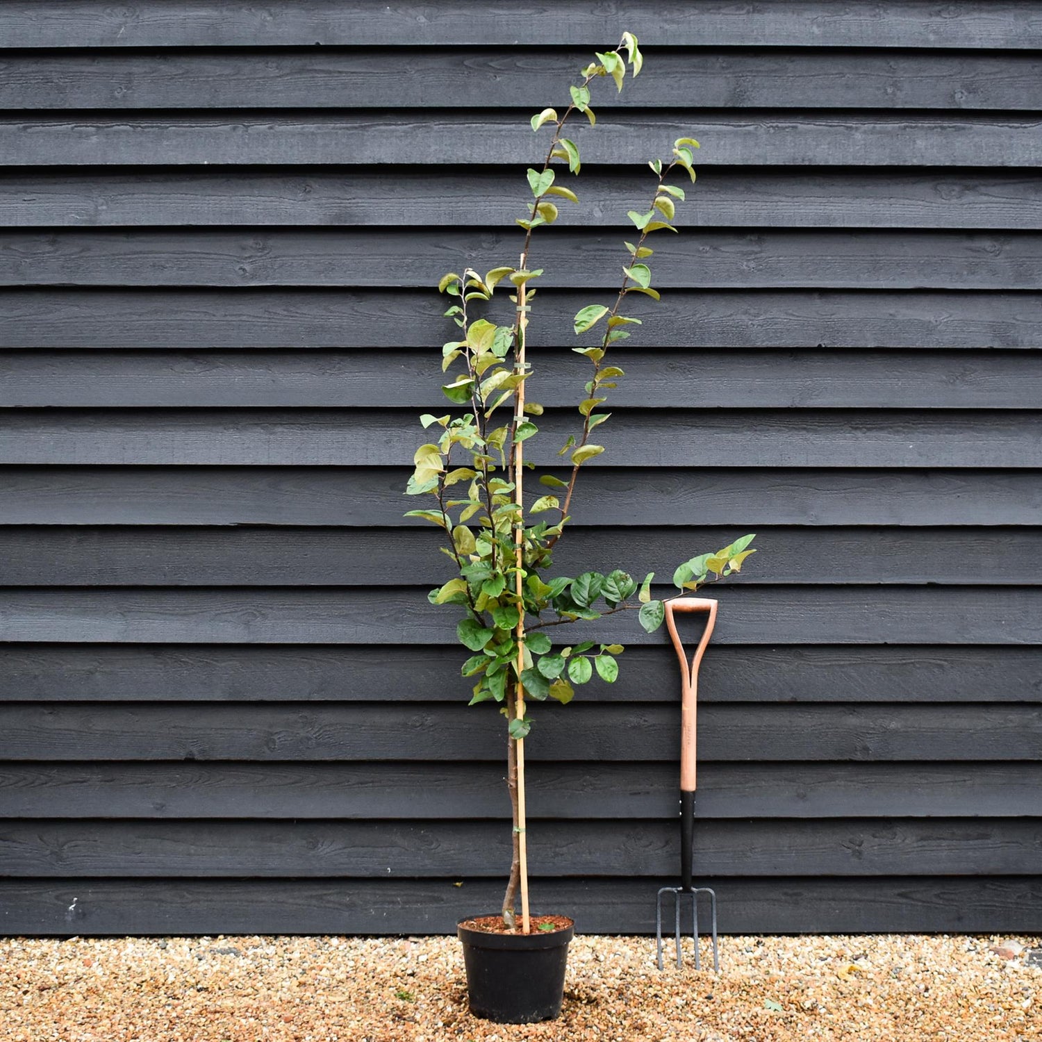 Quince 'Meeches Prolific' - Shrub - Height 175cm - 10lt