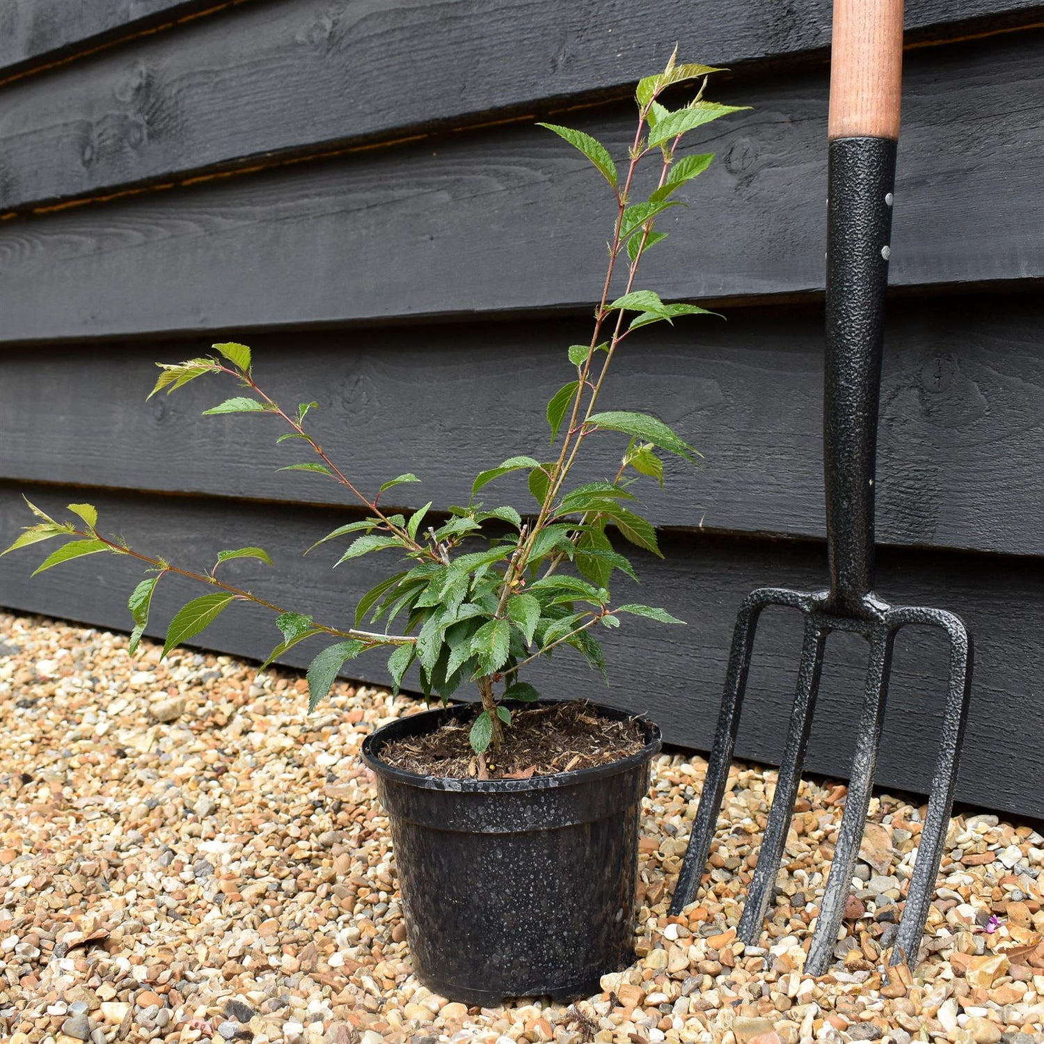 Prunus 'Okame' _ Height 40-55cm - Cherry - 2lt