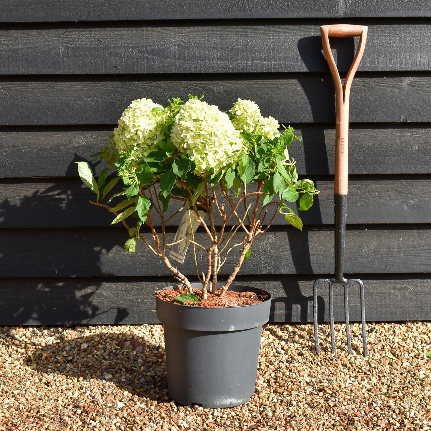 Hydrangea Paniculata 'Little Spooky' - Height 50-60cm - 15lt