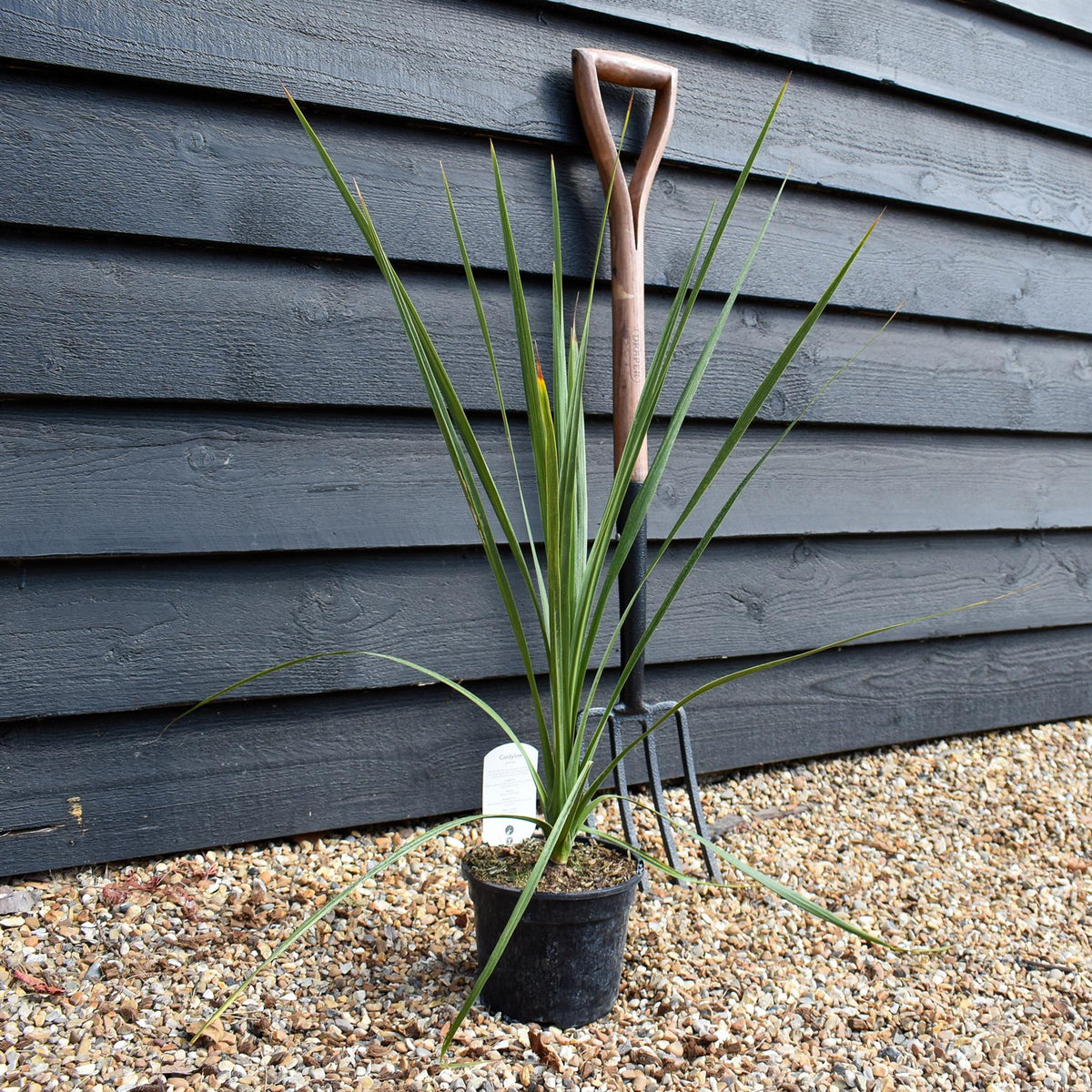 Cordyline australis | Cabbage palm