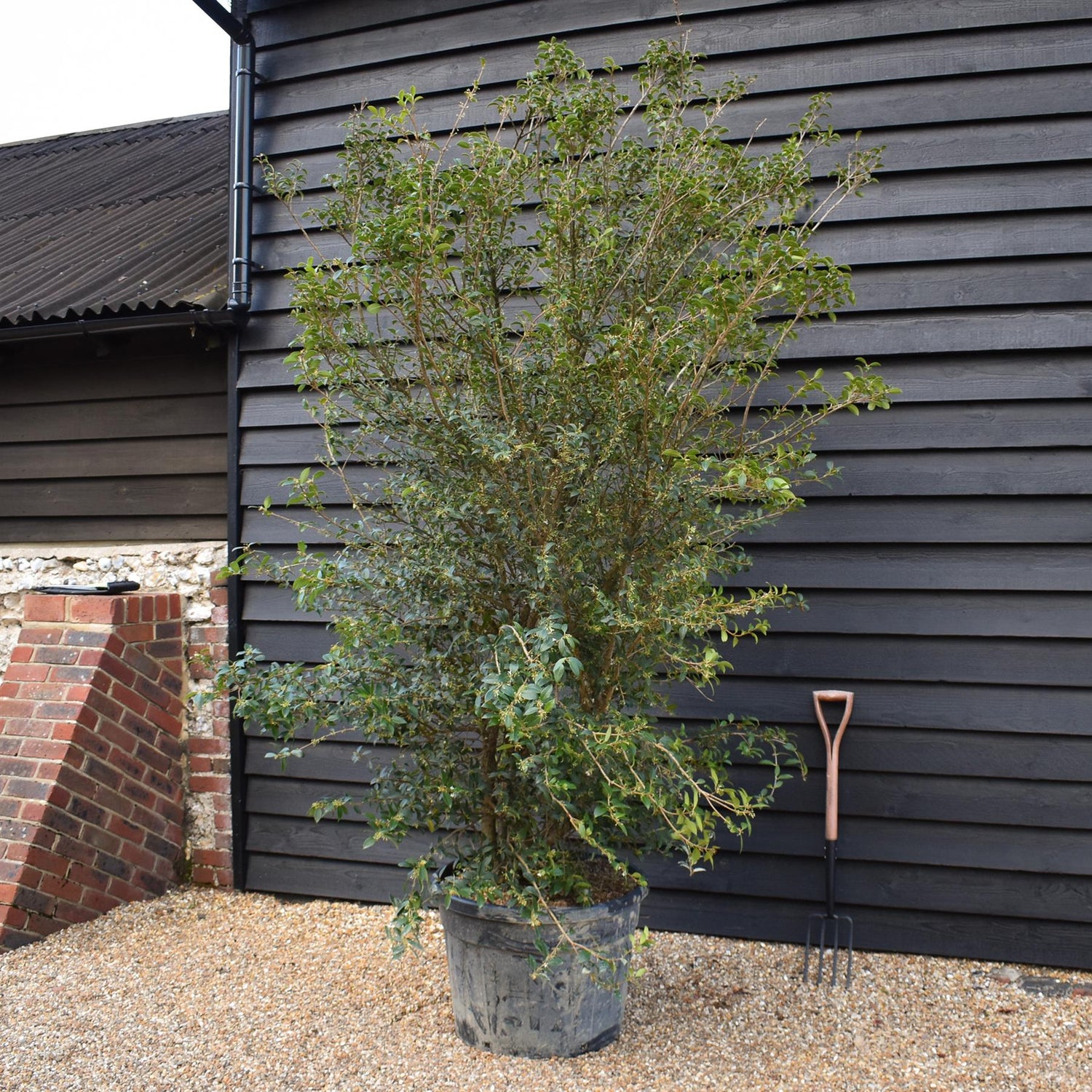 Osmanthus x burkwoodii | Burkwood Osmanthus - Large Shrub - Height 250cm - 110lt