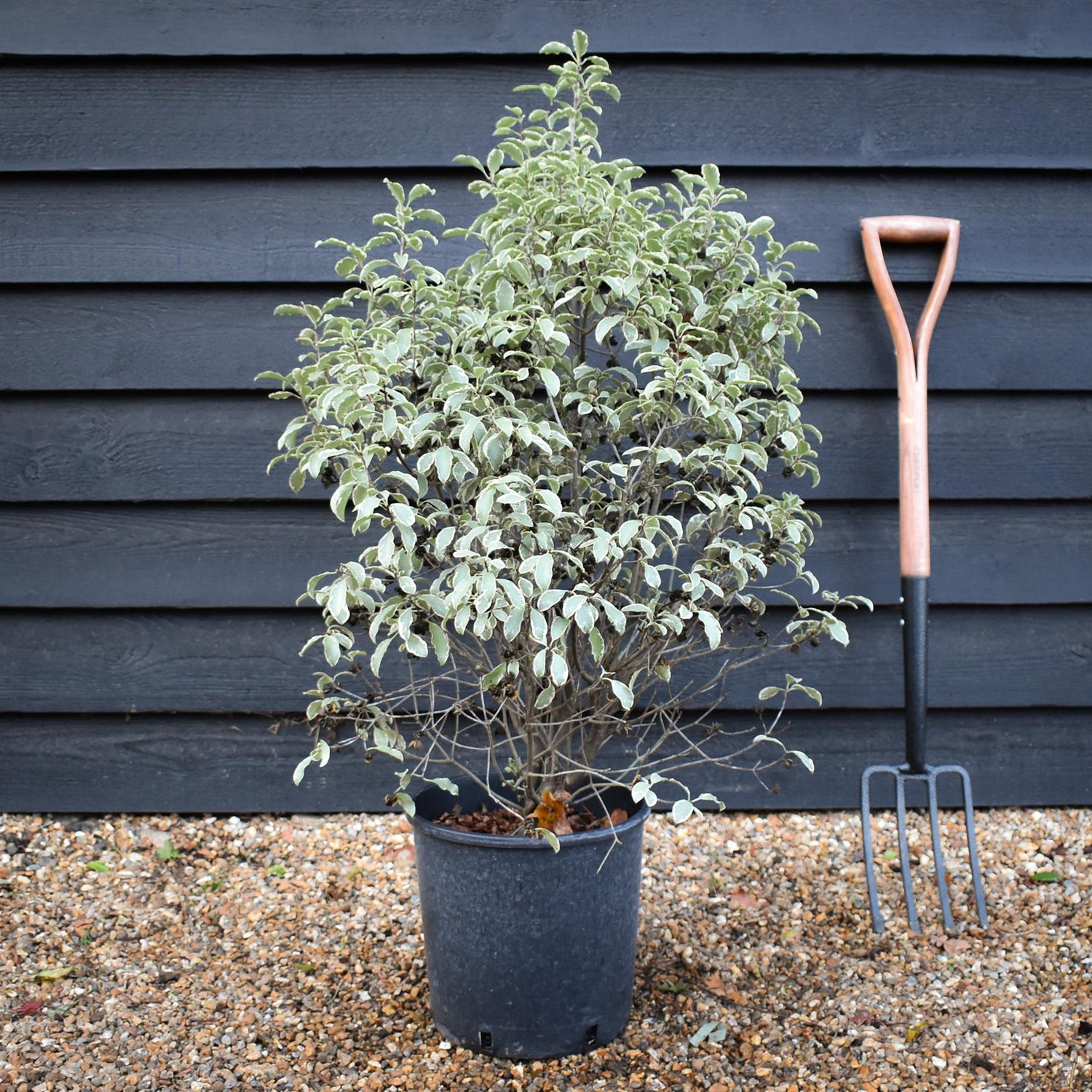 Pittosporum 'Silver Queen' -  90-100cm 12lt