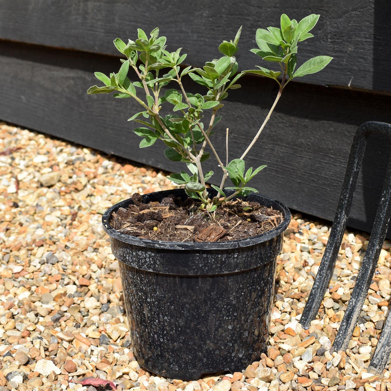 Vitex 'Chicagoland Blues' - Height 20-30cm - Bushy - 2lt