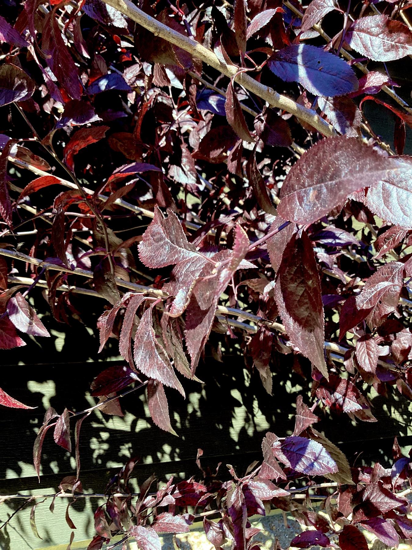 Prunus cerasifera 'Pissardii' | Cherry Plum 'Pissardii' - 35lt