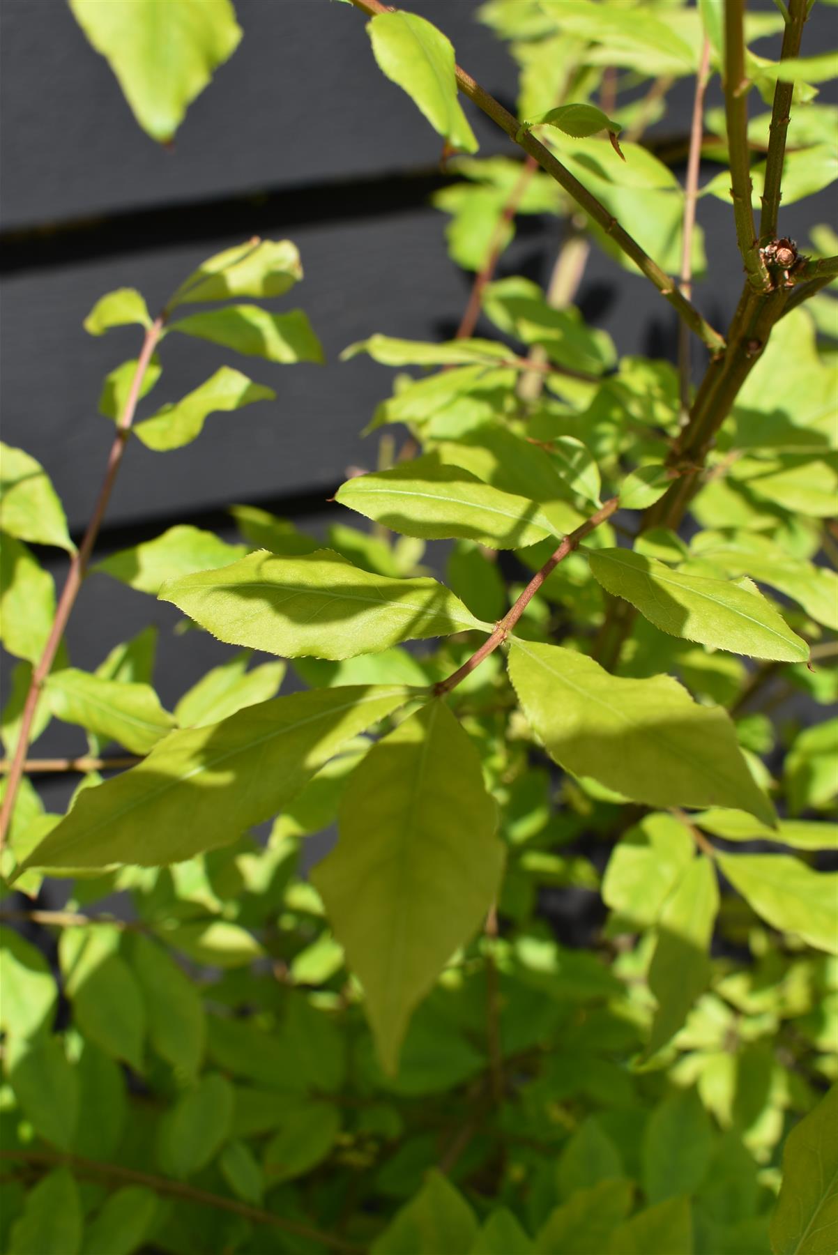 Euonymus alatus | Winged Spindle Tree - 40-60cm, 10lt