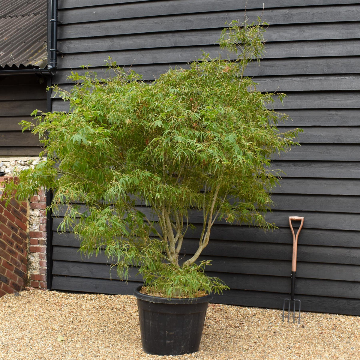 Acer palmatum 'Koto No Ito' | Japanese HarpStrings maple - Bushy - Height 200cm - 90lt
