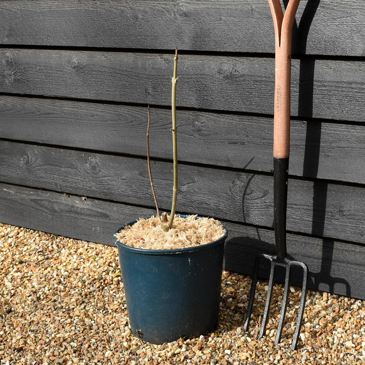 Paulownia elongata 'Futuro' - Height 40-70cm - 10lt