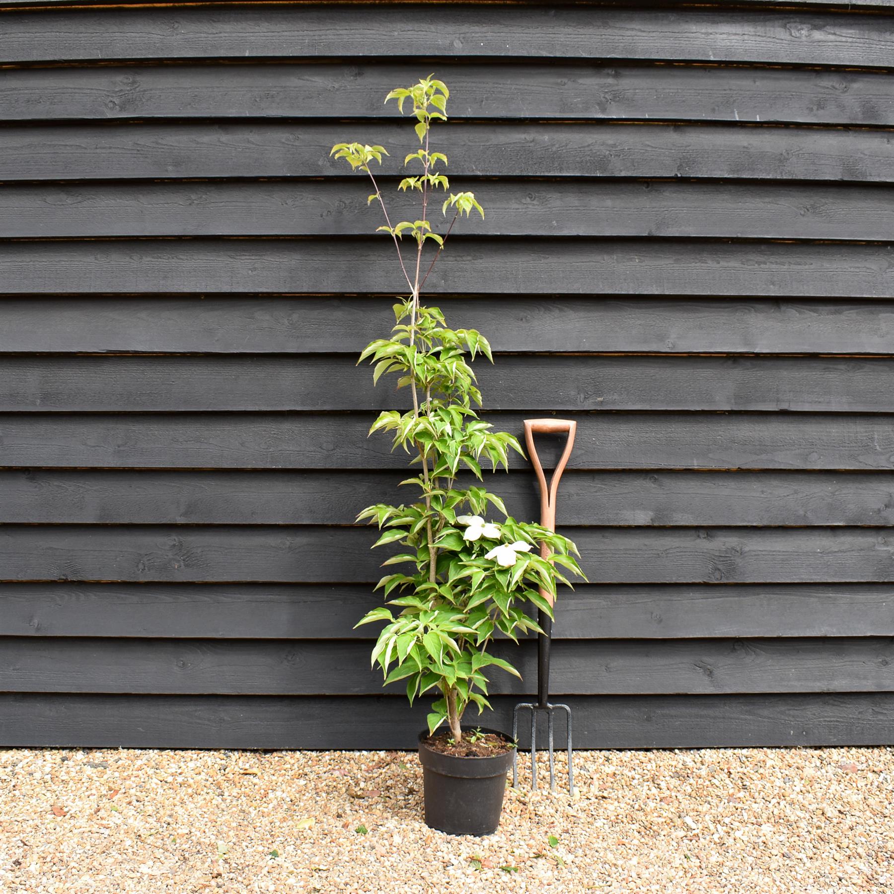 Arandel Tree Cornus Rutgersensis Stellar Pink | Stellar Pink Dogwood - 120-150cm ...