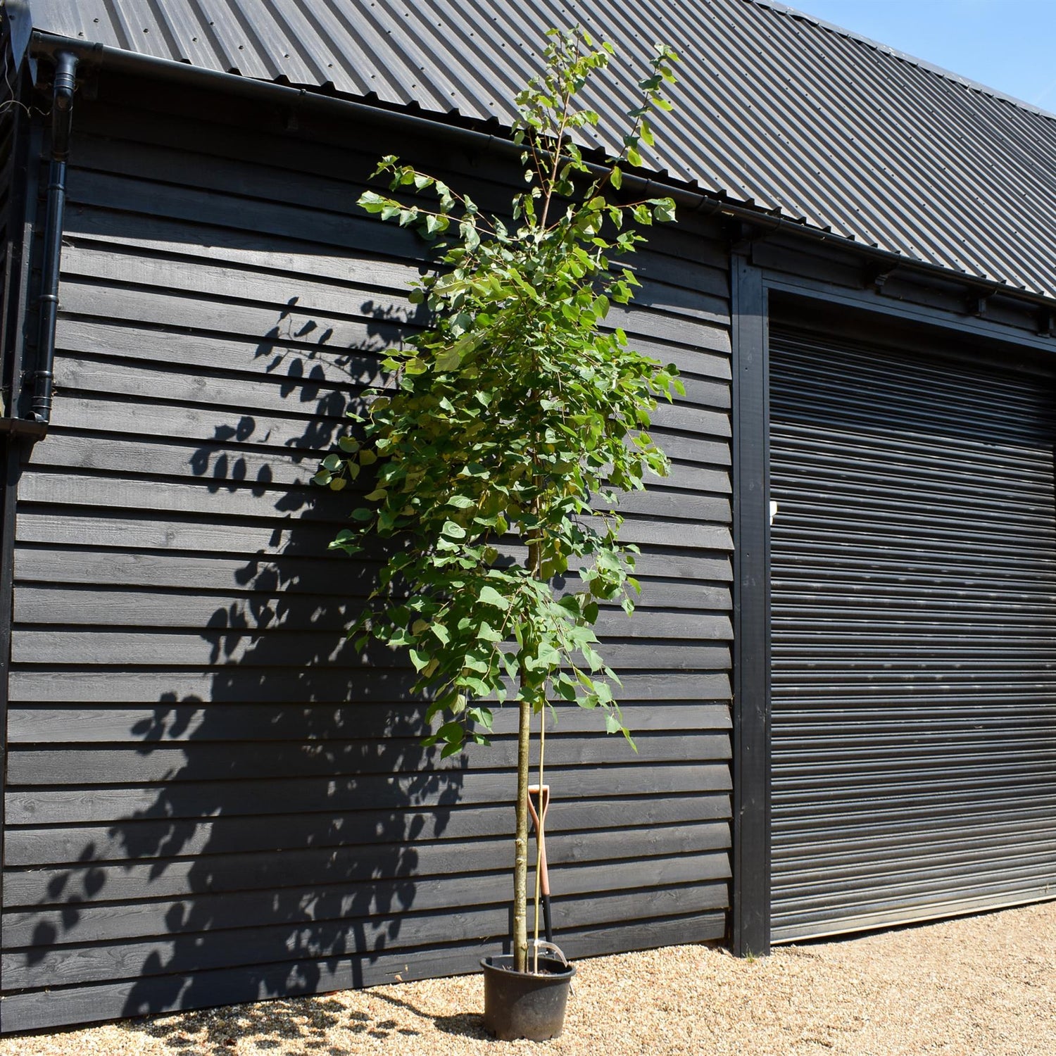 Small-Leaved Lime | Tilia cordata - Height 380-400cm - Girth 6-8cm - 30lt