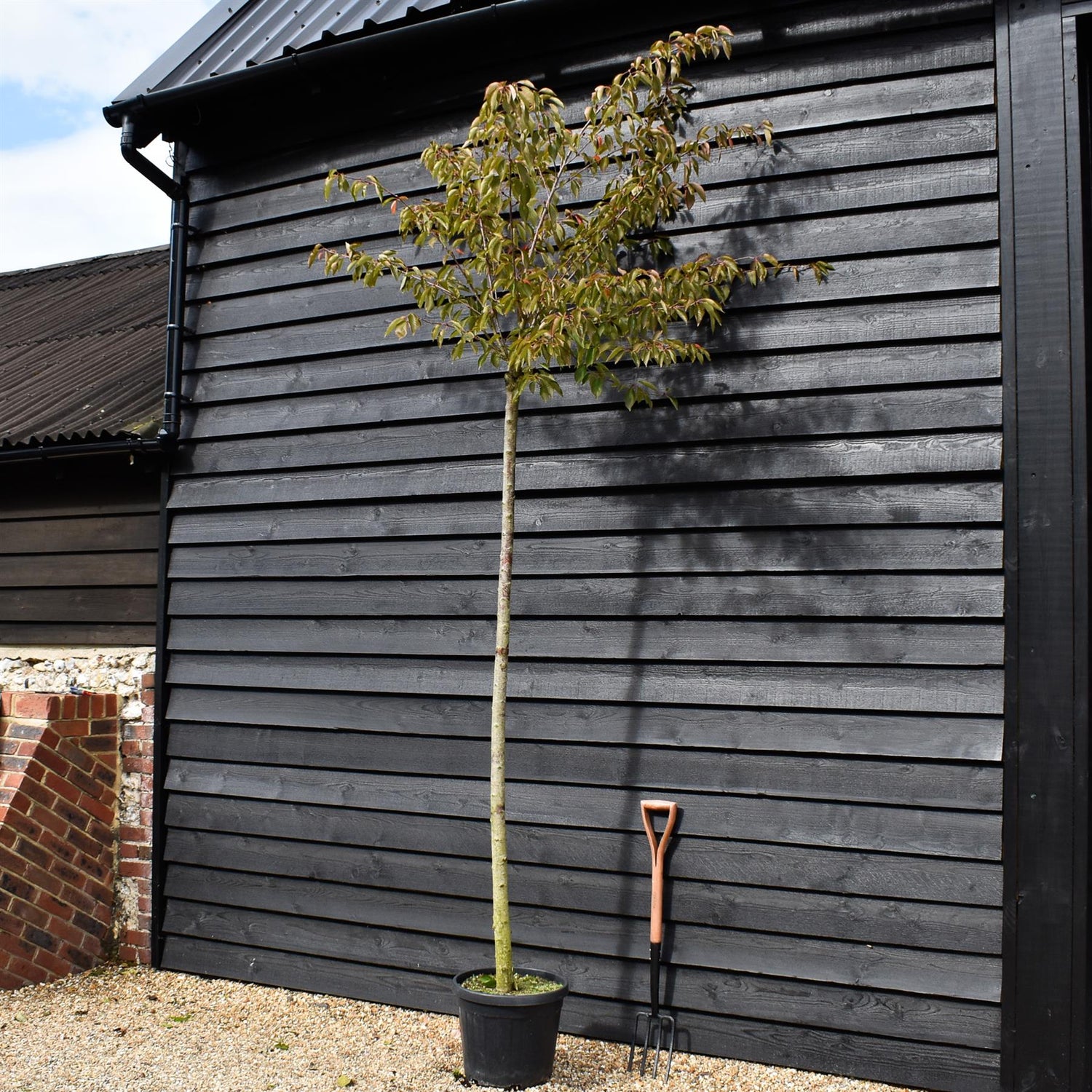 Great White Cherry | Prunus serrulata 'Taihaku' - Clear Stem - Height 200-250cm - Girth 6-8cm - 45lt