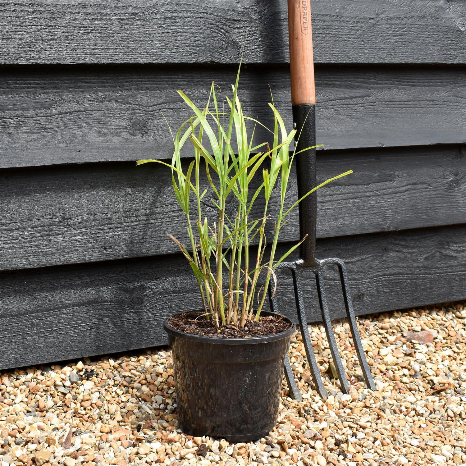Miscanthus sinensis 'Strictus' | Eulalia 'Strictus' - Grass - Perennial - 3lt