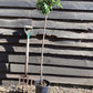 Cherry tree 'Lapins' | Prunus avium 'Cherokee' - 100-120cm - 10lt