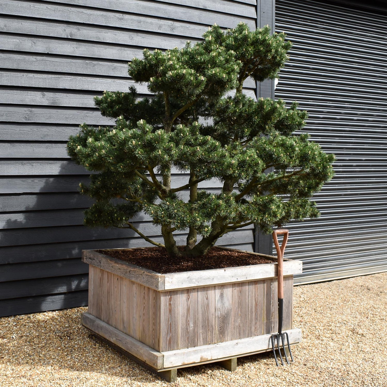 Pinus mugo 'Gnom' - Height 100cm - Width 90-100cm - 65lt