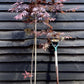 Acer palmatum 'Bloodgood' | Bloodgood Japanese Maple - 100-150cm, 5lt