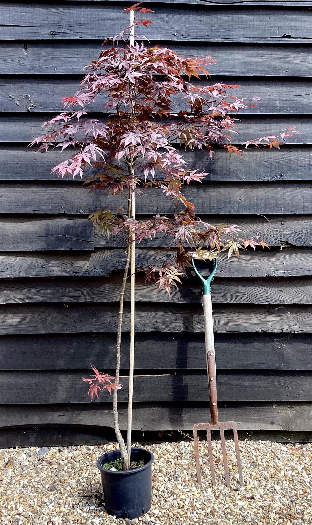 Acer palmatum 'Bloodgood' | Bloodgood Japanese Maple - 100-150cm, 5lt