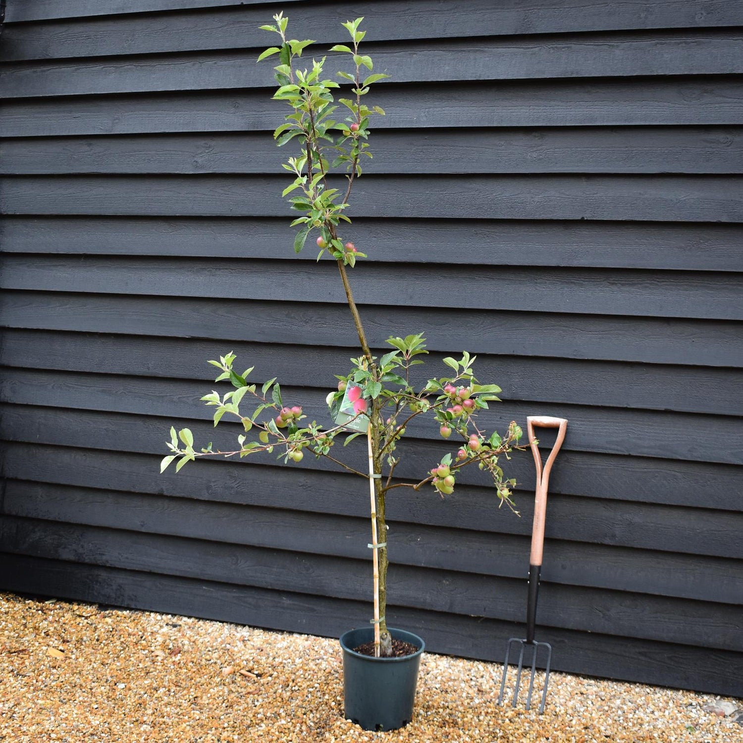 Apple tree 'Laxton's Superb' | Malus domestica - TM26 - Dwarfing - 140-150cm - 10lt