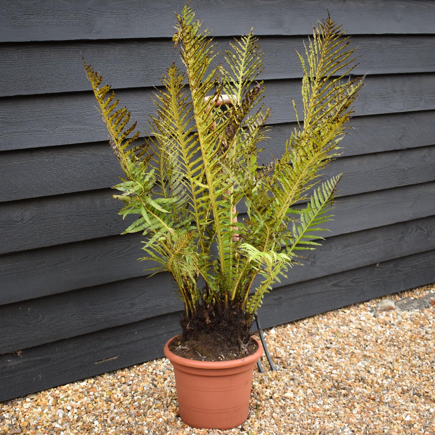 Blechnum brasiliense 'Volcano' | Dwarf Brazilian Tree Fern- Fern - 10lt
