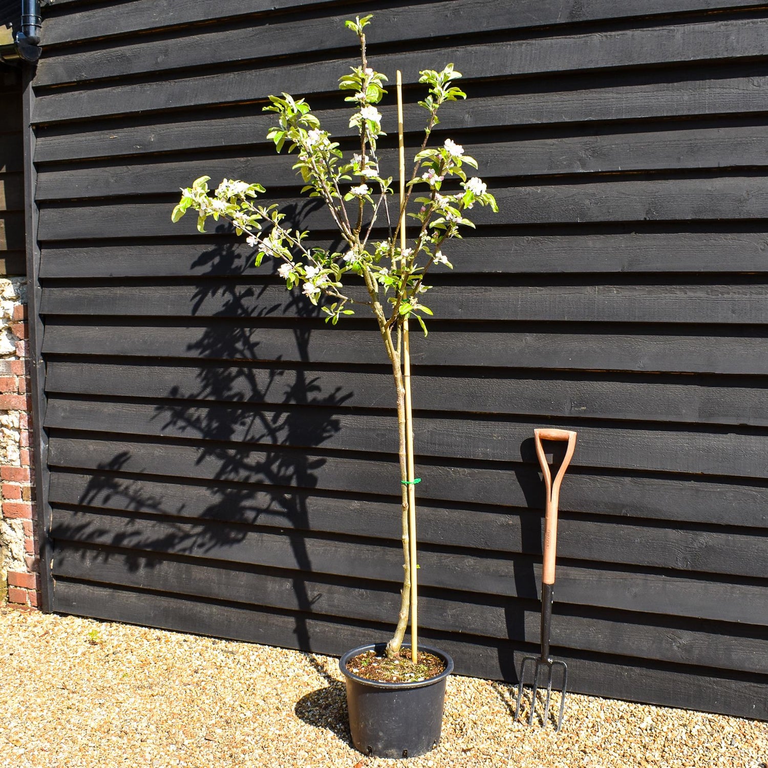 Apple tree 'Belle de Boskoop' | Malus Domestica  'Belle de Boskoop' (semi-vigorous rootstock) - Height 160-170 - 20lt