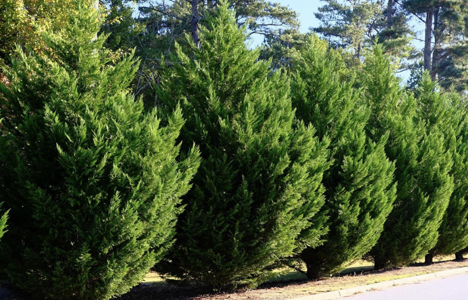 Leyland Cypress - 130-180cm, 20lt