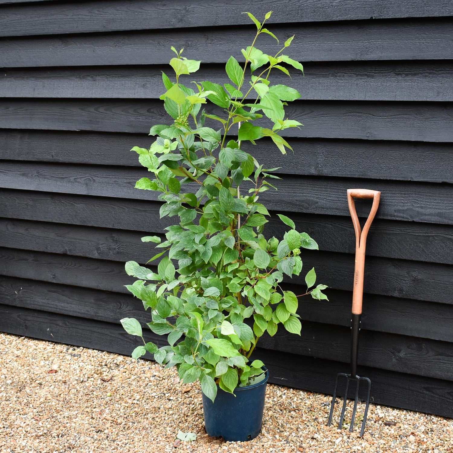 Cornus alba 'Sibirica' | Siberian Dogwood - 65-75cm - 12lt