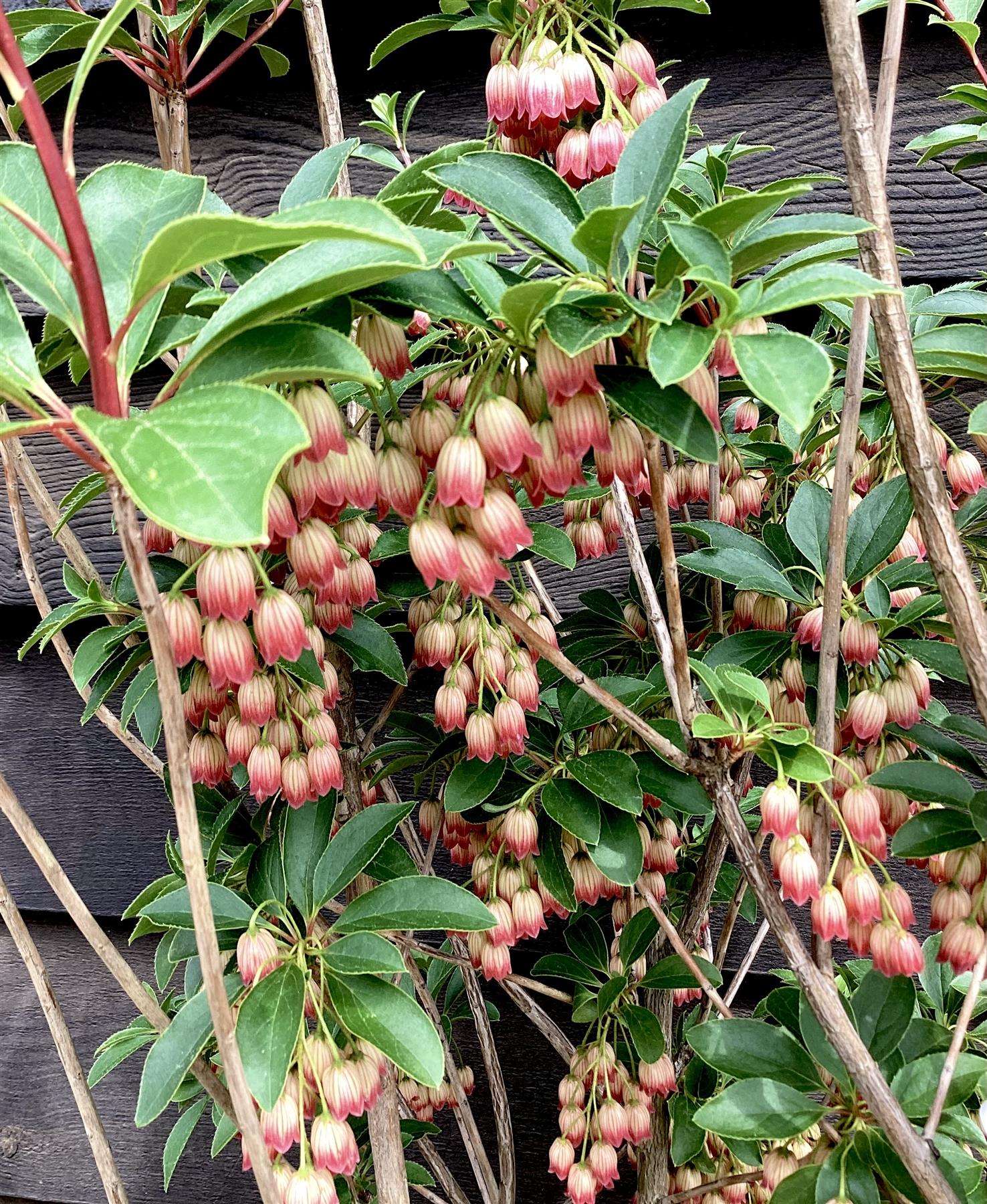 Enkianthus 'Pagoda' | Pagoda Bush - 80cm, 10lt