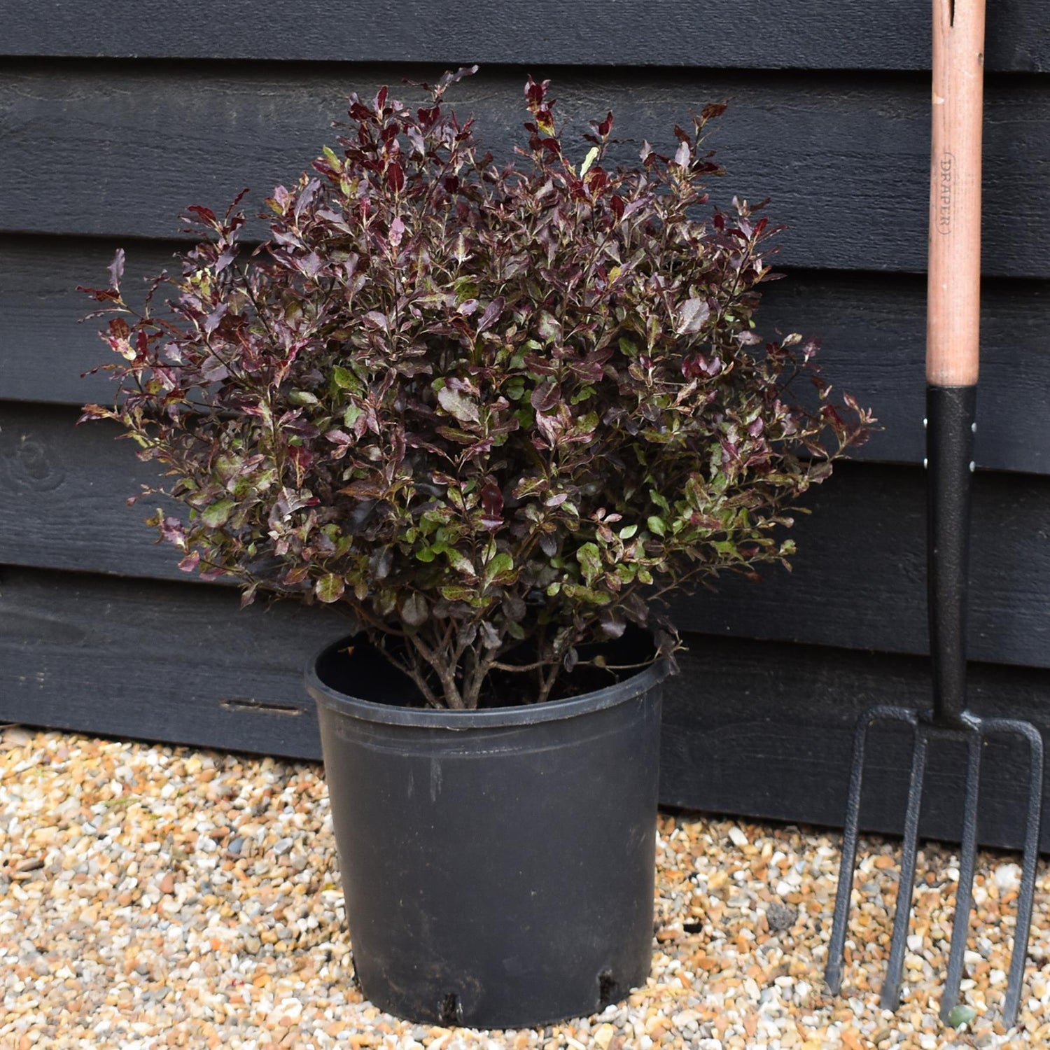 Pittosporum Tom Thumb - Shrub - Height 40-60cm - 10lt