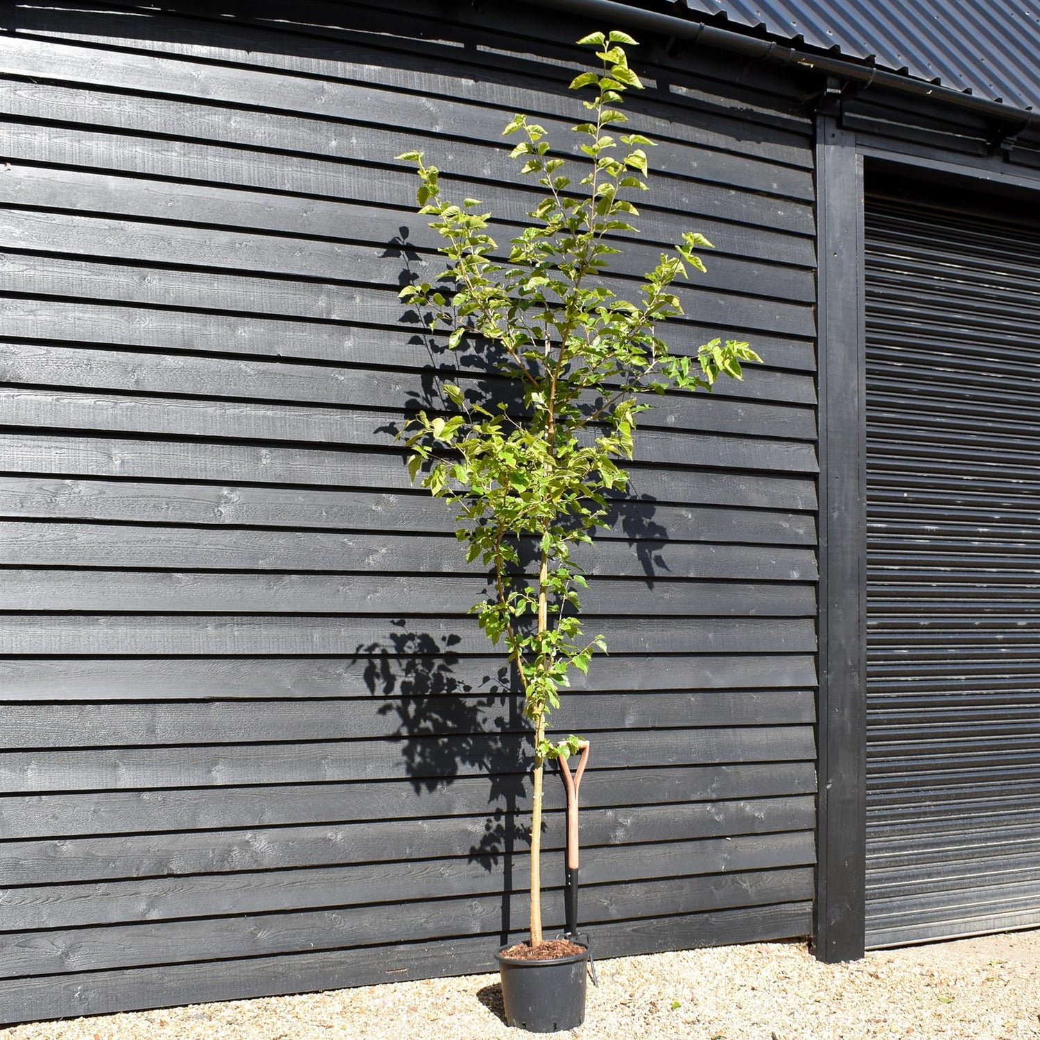 Morus alba | White Mulberry - Height 200-230cm - 20lt