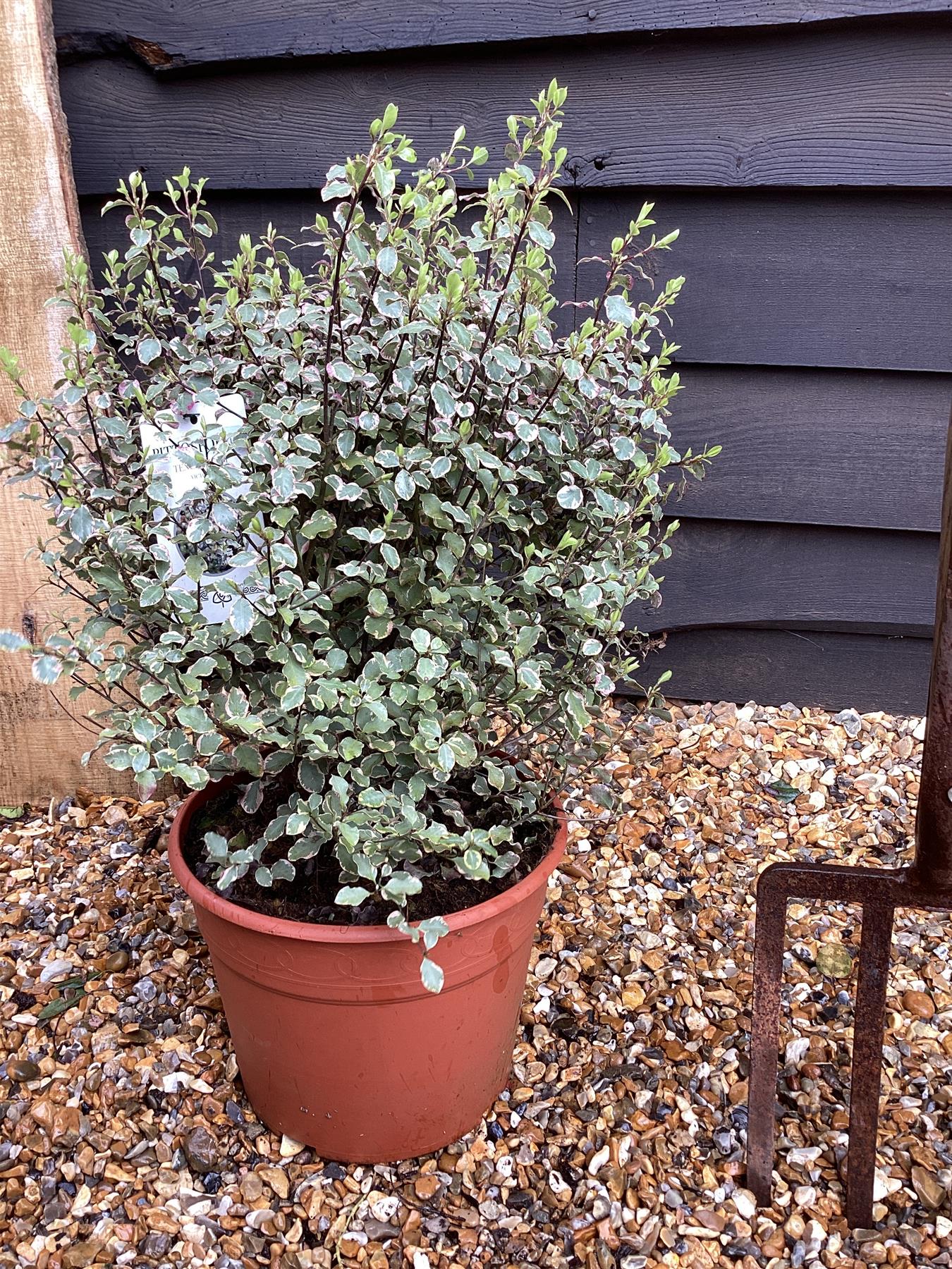 Pittosporum Victoria | Tawhiwhi 'Victoria' - 30cm - 7lt
