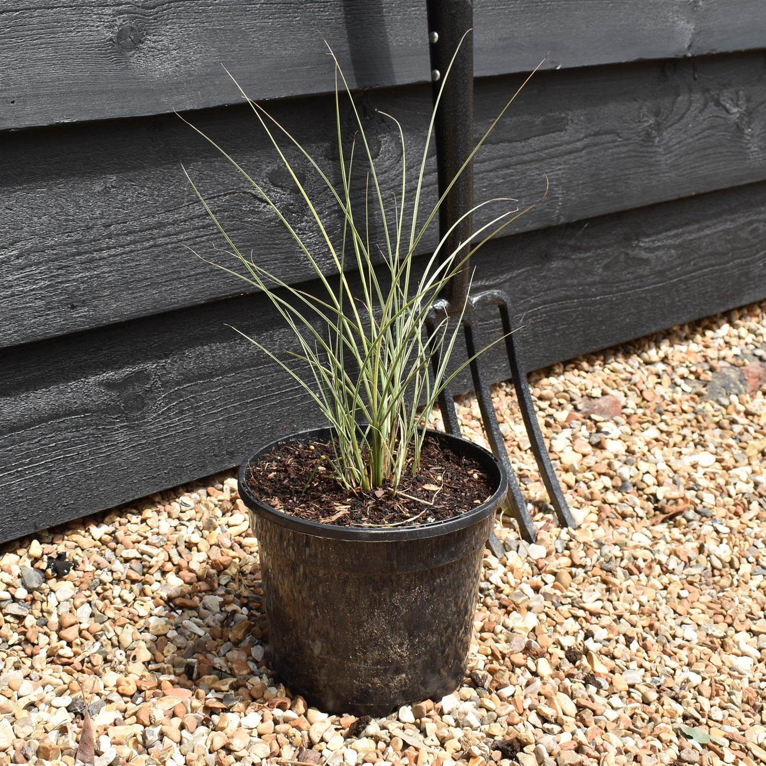 Miscanthus sinensis | Ornamental grass 'Morning Light' - 3lt