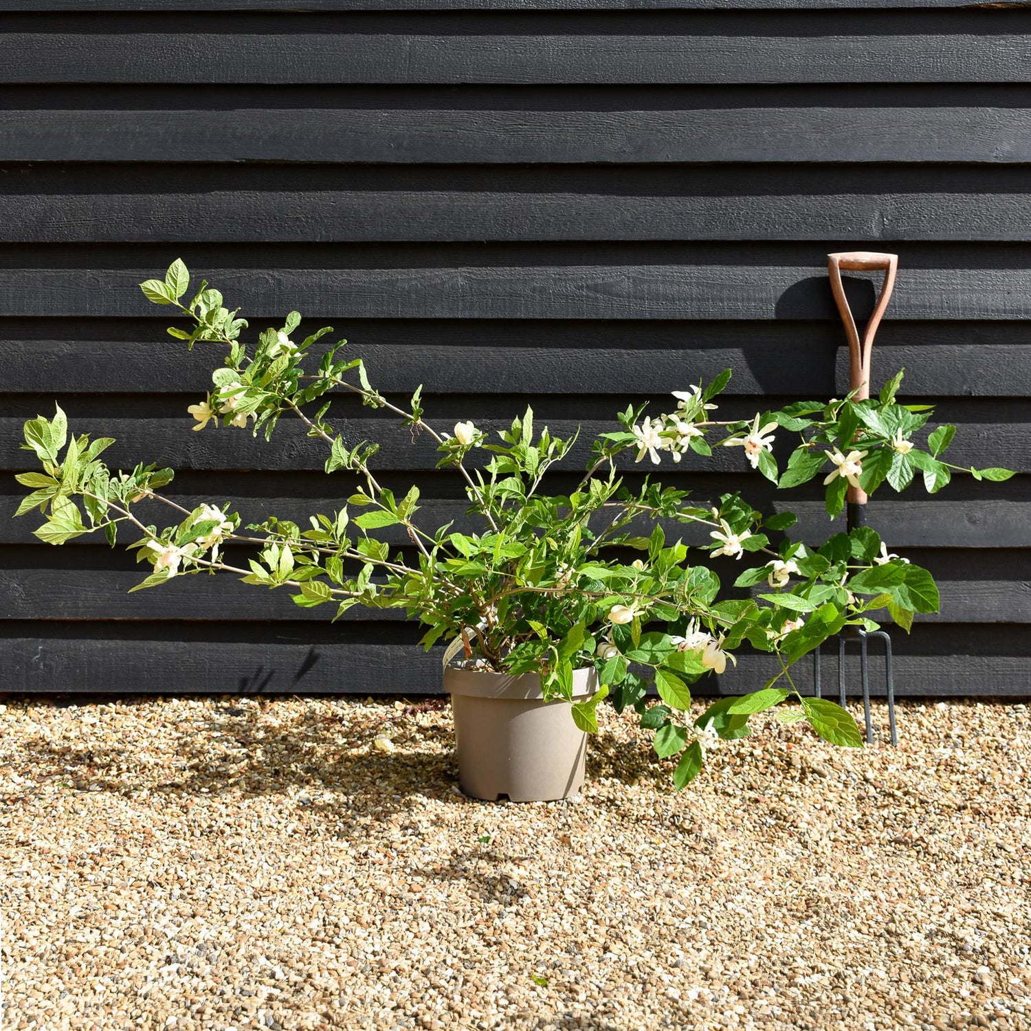 Calycanthus 'Venus' - Sweetshrub Venus| Carolina Allspice - Shrub - Shrub - Height 90-100cm - 12lt