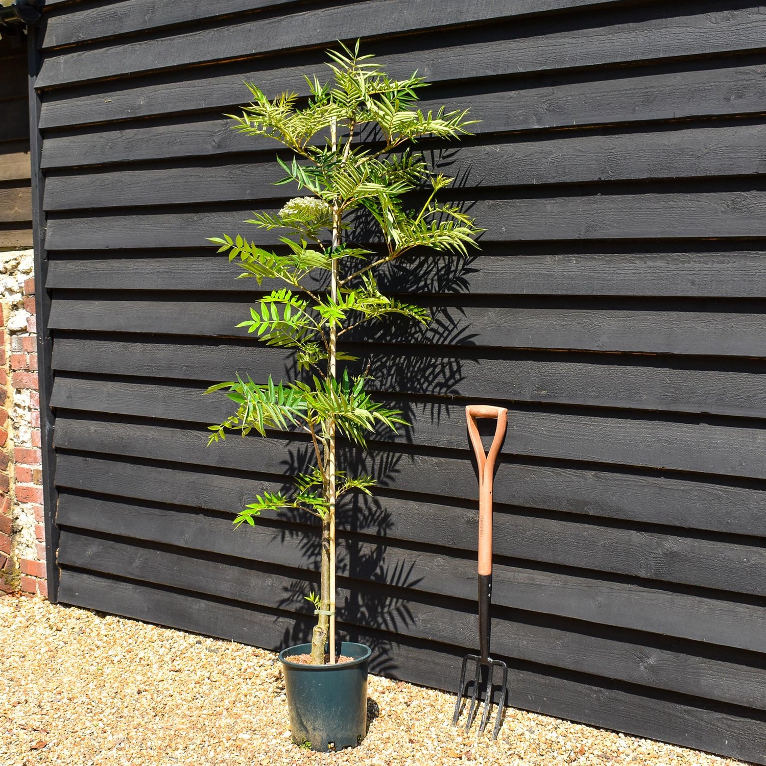 Sorbus commixta Olympic Flame | Scarlet Japanese Rowan - 200-250cm, 10lt