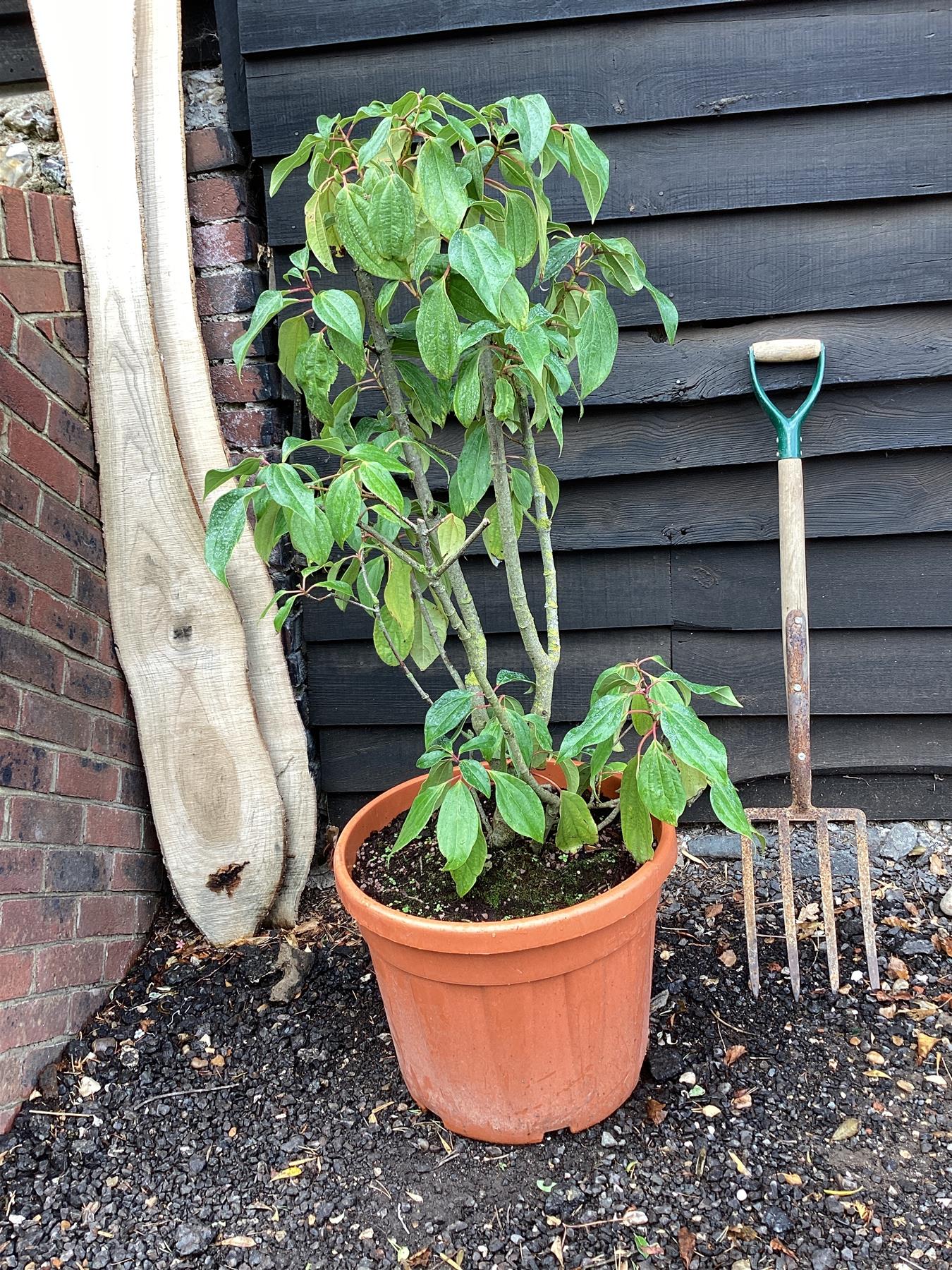 Viburnum cinnamomifolium - 70-80cm, 20lt