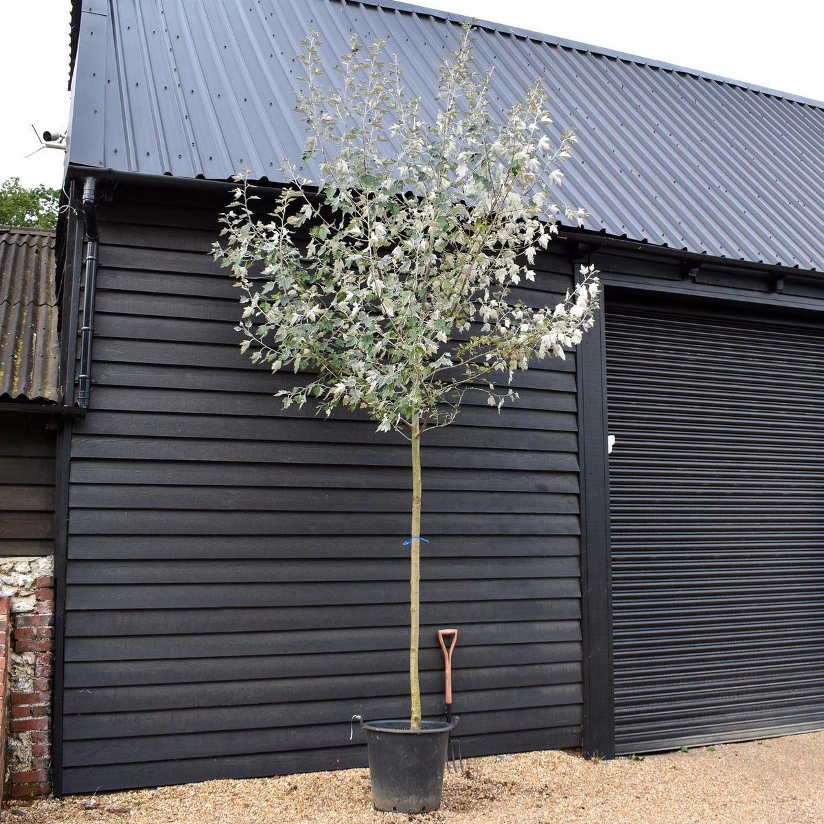 Populus alba | White Poplar Tree - Standard - Clear stem 160-170cm - Height 430-450cm - 70lt