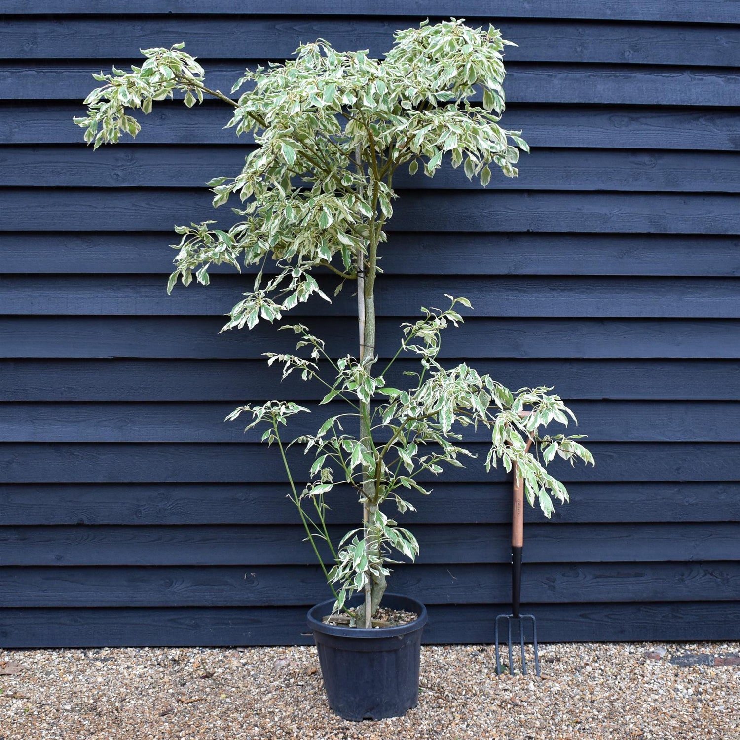 Cornus controversa | Giant Dogwood - Height 200-220cm, 35lt