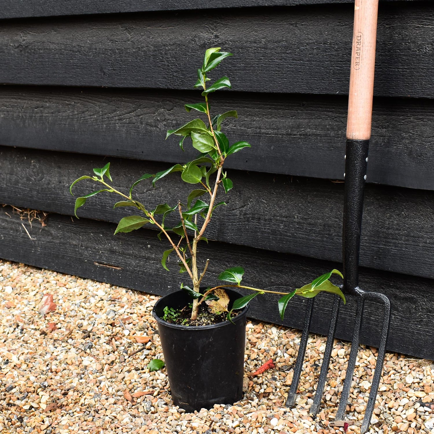 Camellia japonica 'Lady Vansittart' - Shrub - 3lt