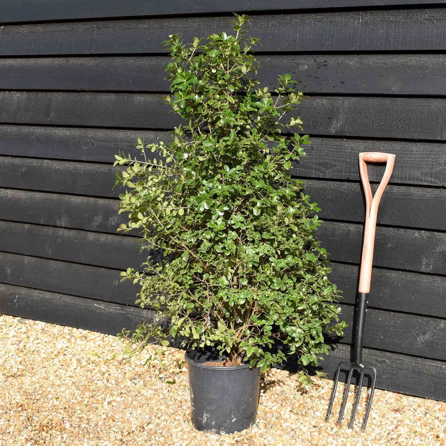 Pittosporum tenuifolium 'Irish Luck' - Height 120-140cm -12lt