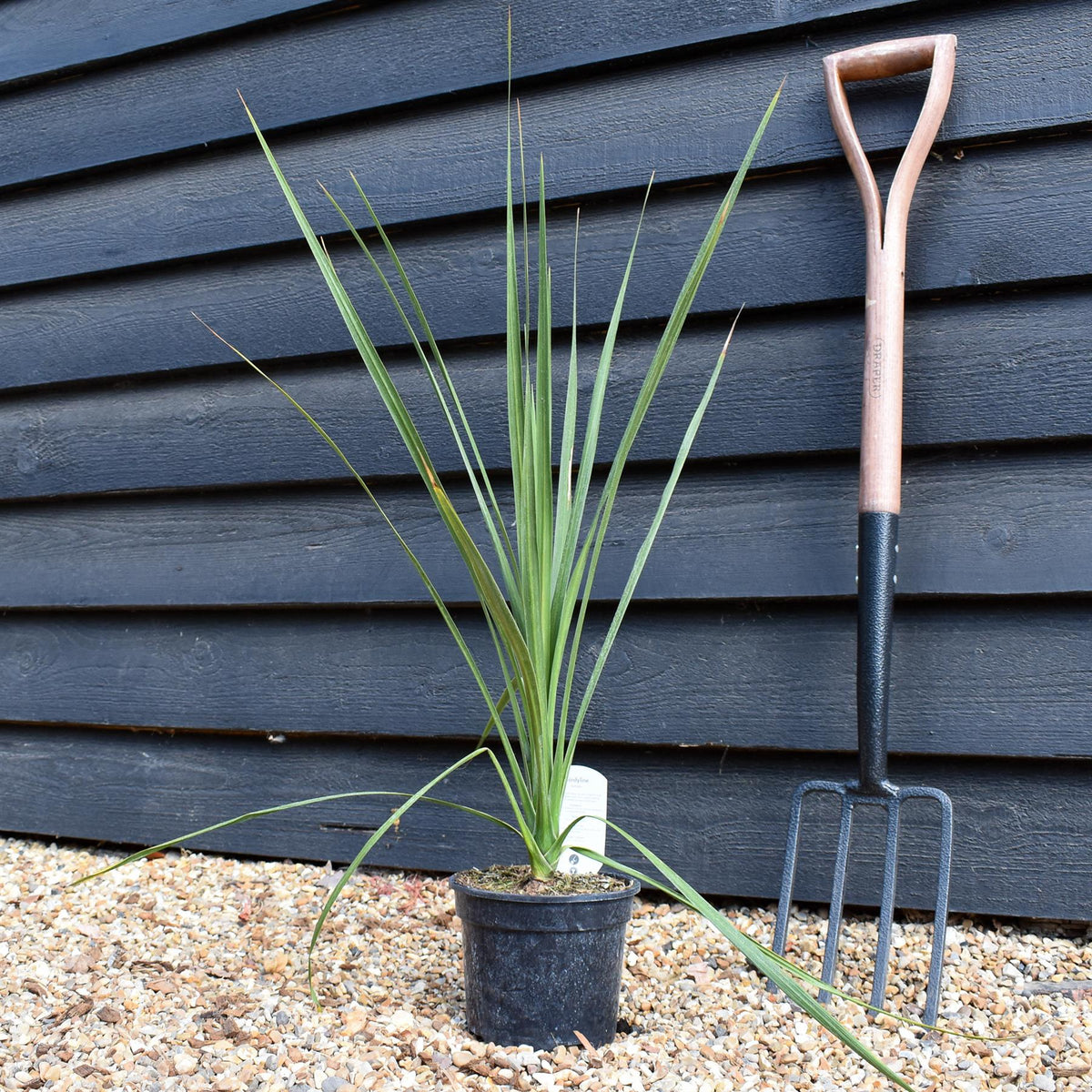 Cordyline australis | Cabbage palm