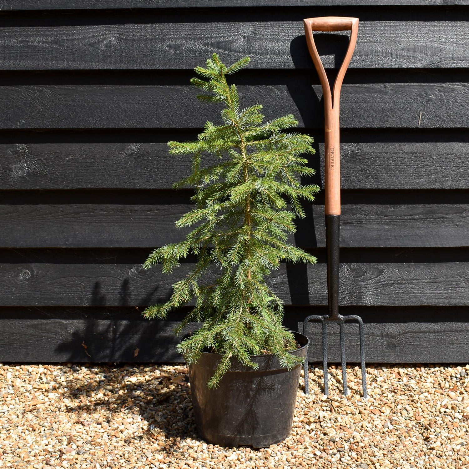 Picea Omorika | Serbian Spruce -  Height 70-90cm - 10lt