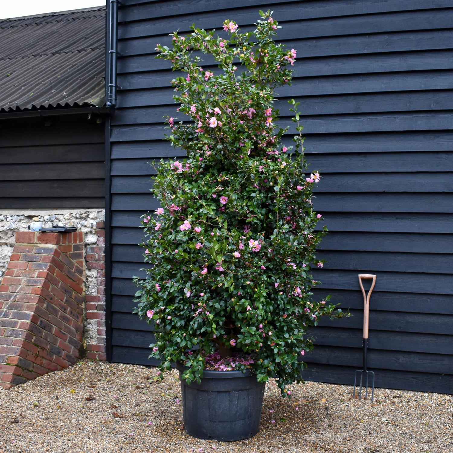 Camellia sasanqua ' Cleopatra' - Large Shrub - Pink - Height 280-300cm - 110lt